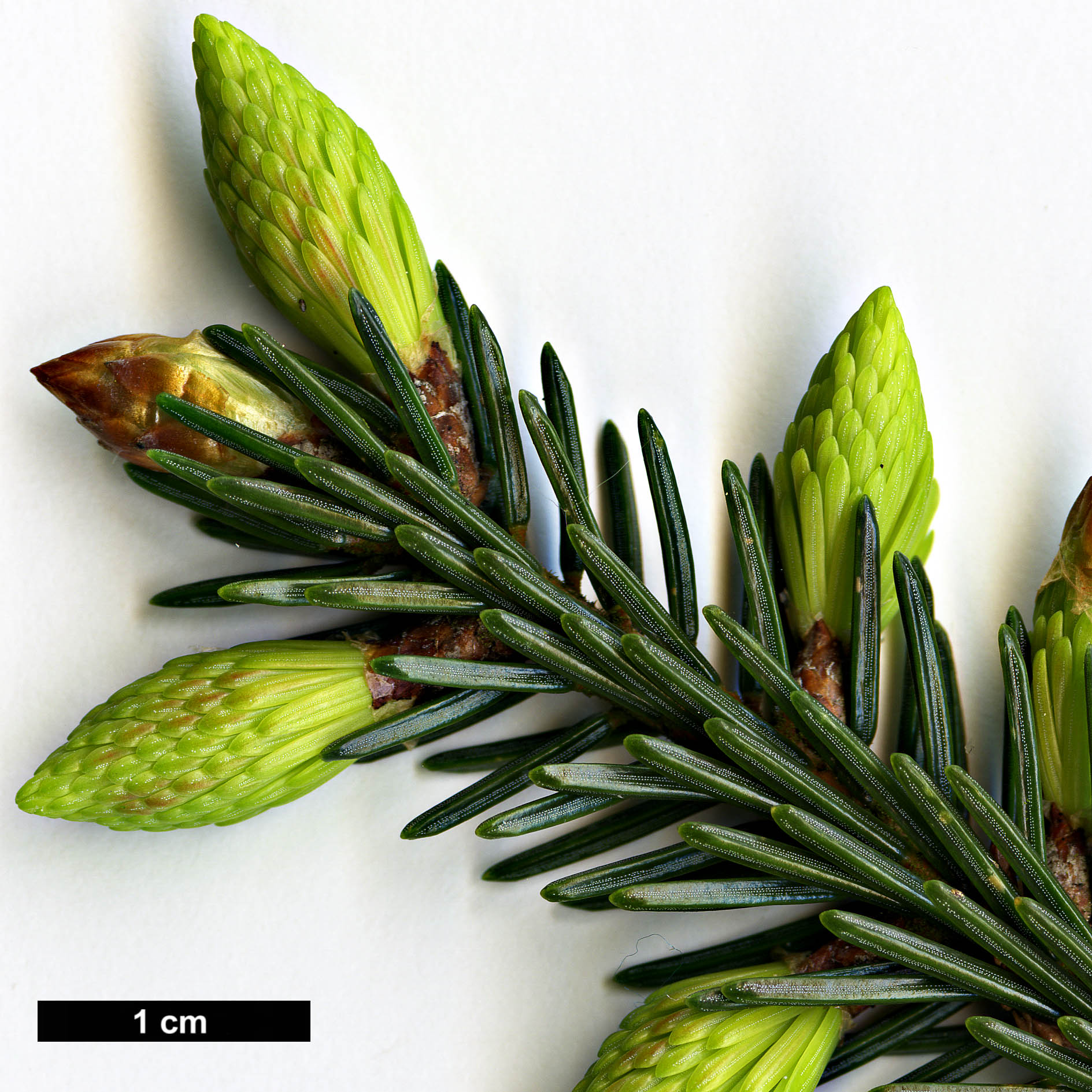 High resolution image: Family: Pinaceae - Genus: Picea - Taxon: maximowiczii