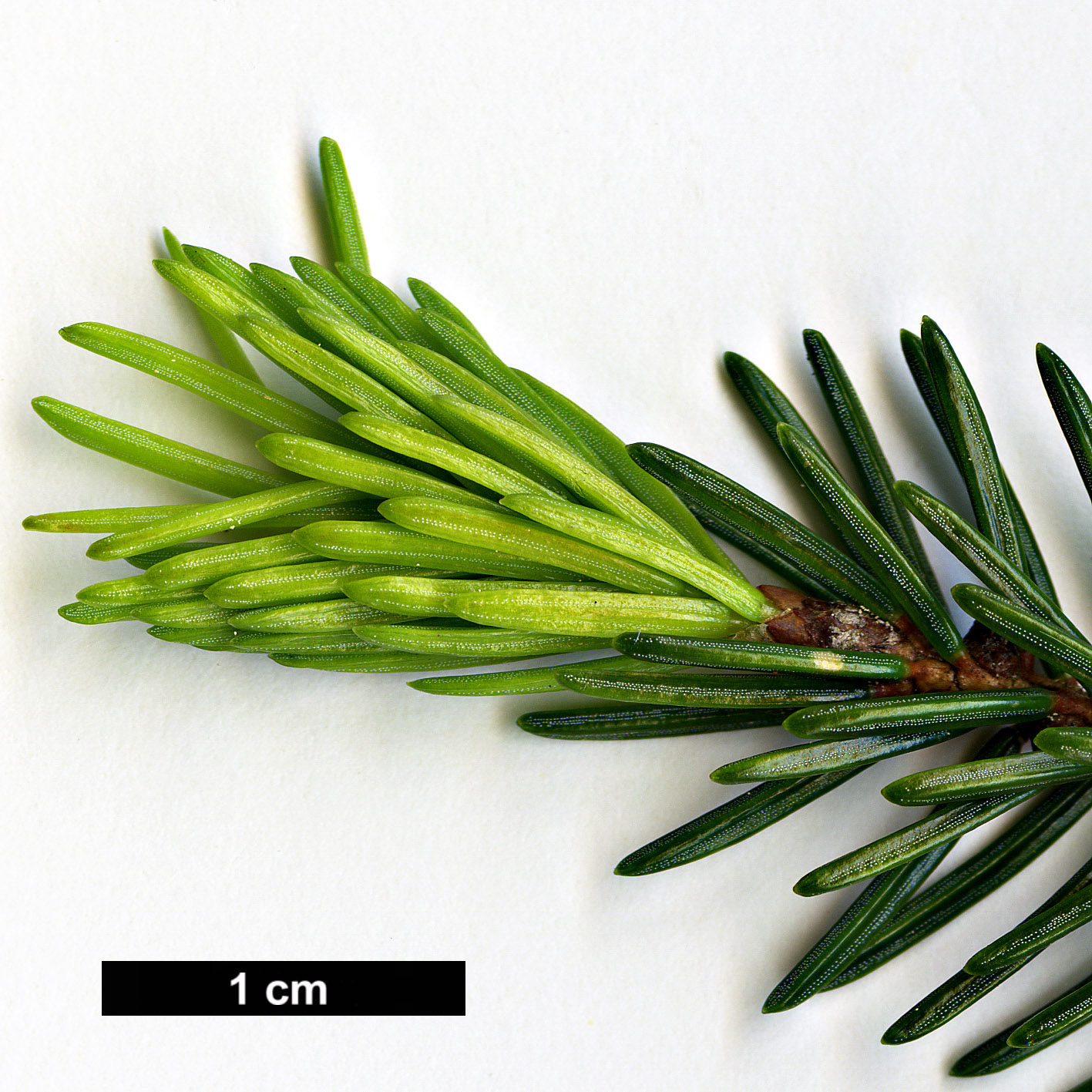 High resolution image: Family: Pinaceae - Genus: Picea - Taxon: maximowiczii