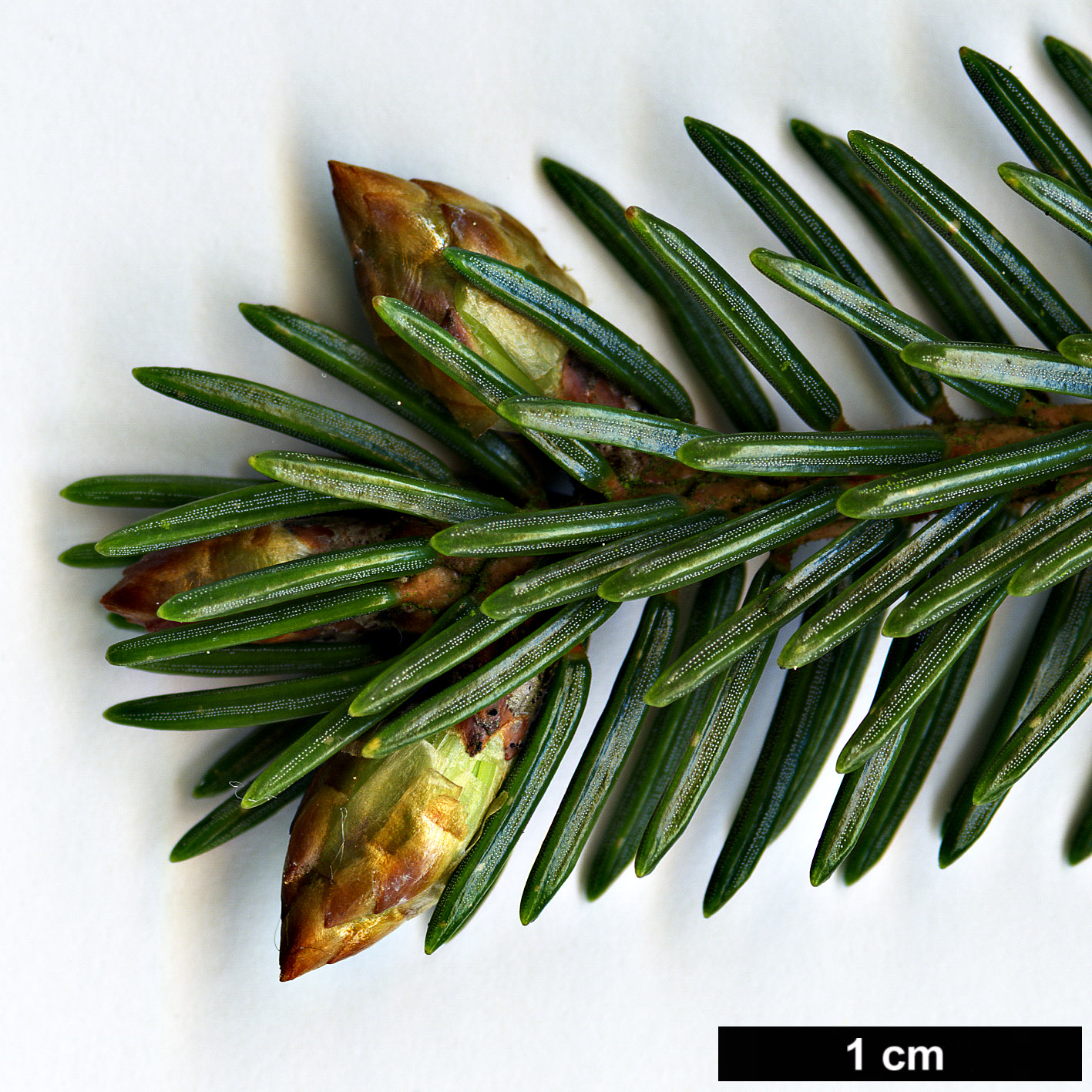 High resolution image: Family: Pinaceae - Genus: Picea - Taxon: maximowiczii