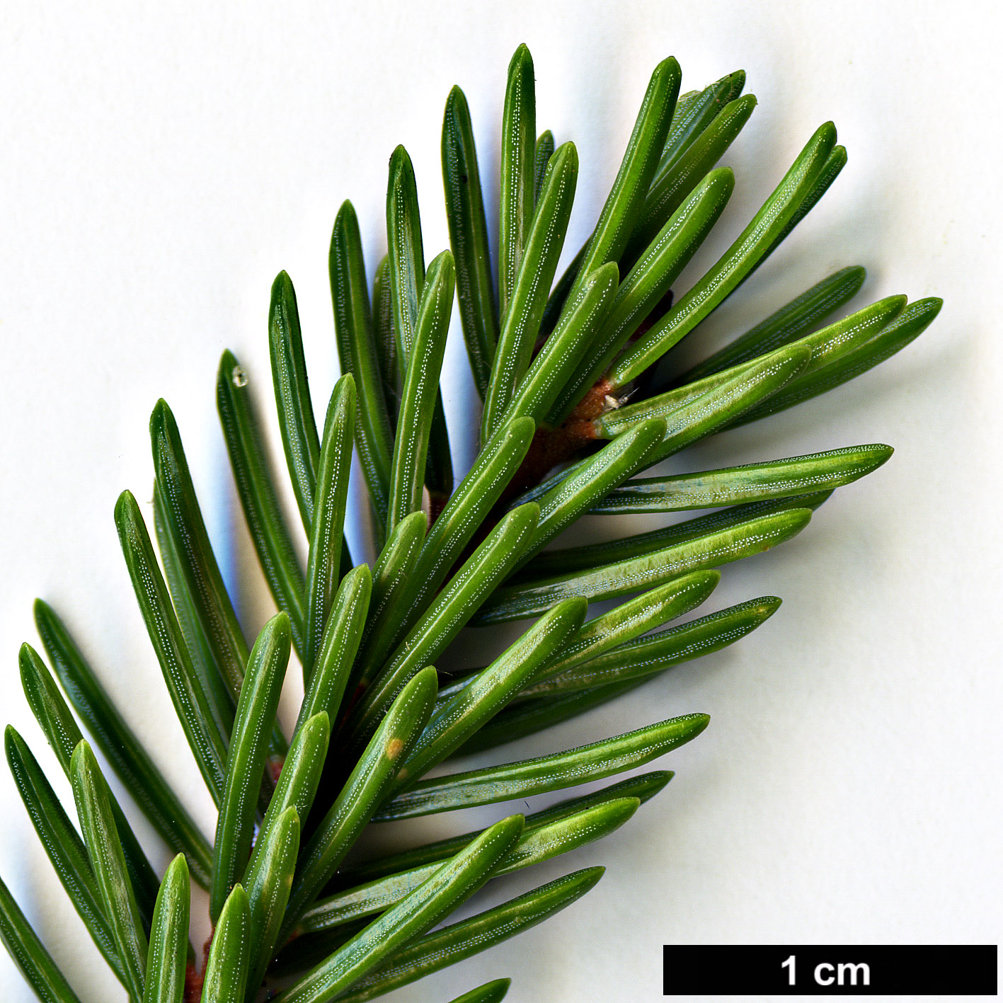 High resolution image: Family: Pinaceae - Genus: Picea - Taxon: maximowiczii