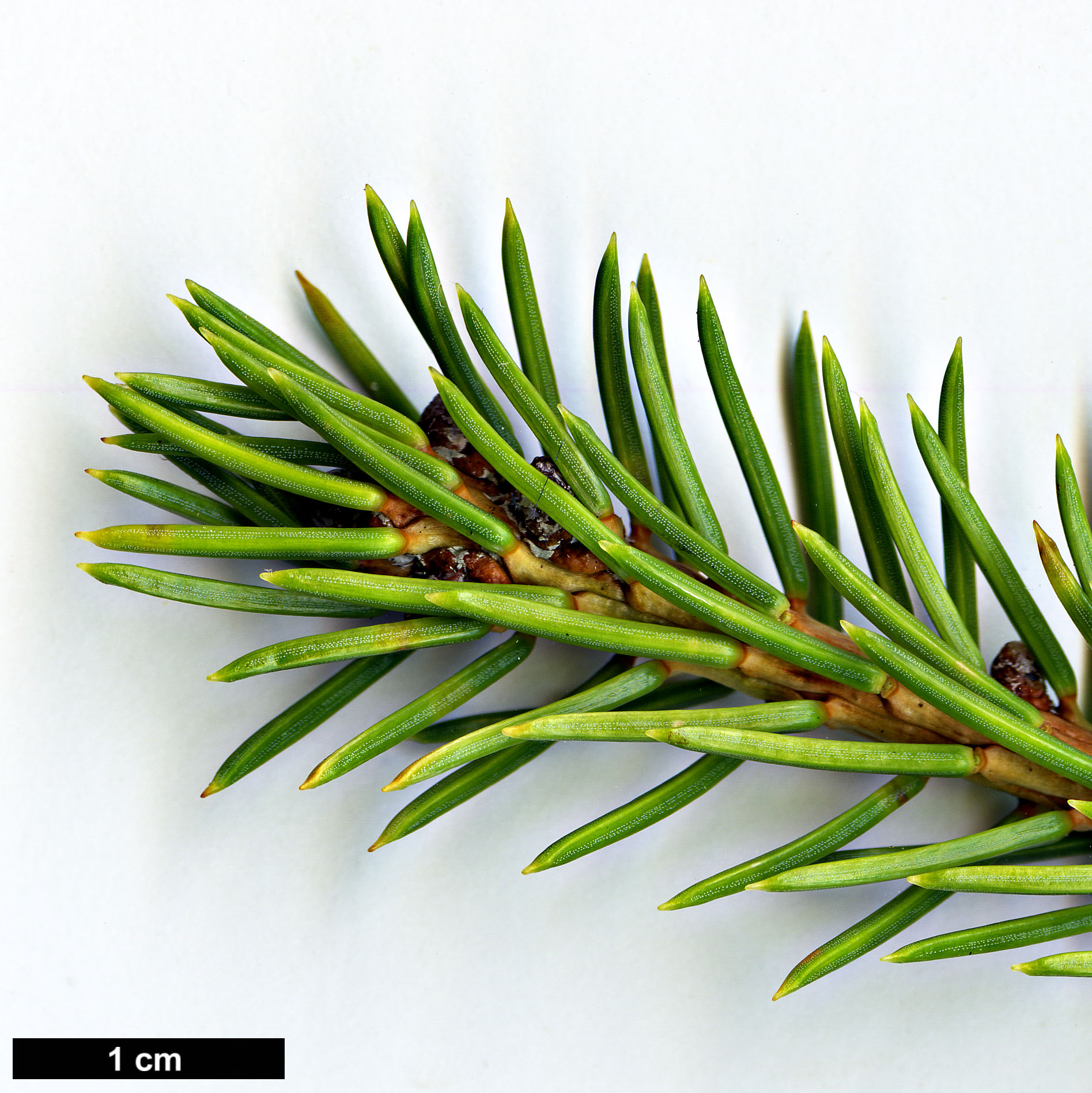 High resolution image: Family: Pinaceae - Genus: Picea - Taxon: maximowiczii