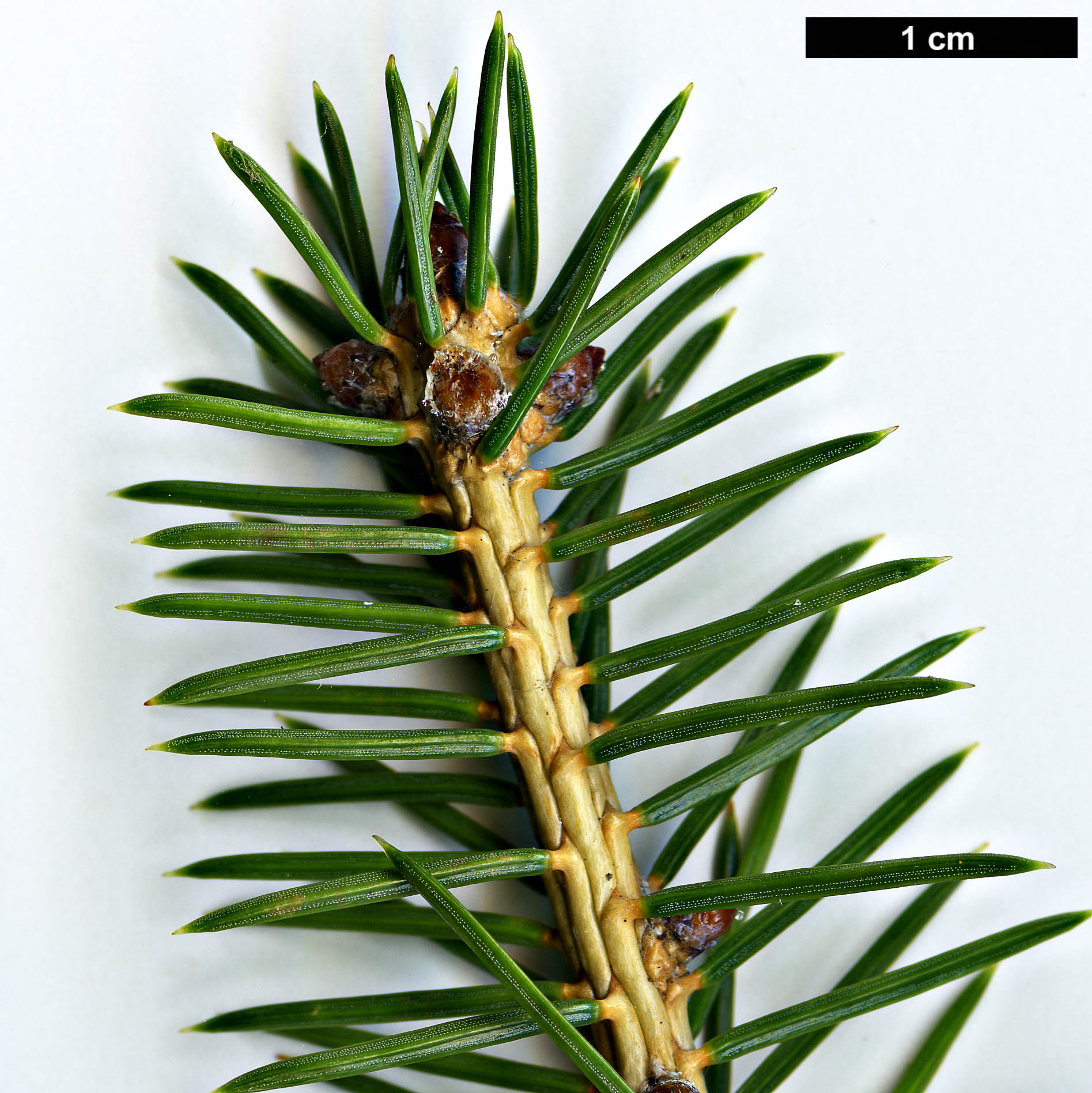 High resolution image: Family: Pinaceae - Genus: Picea - Taxon: maximowiczii