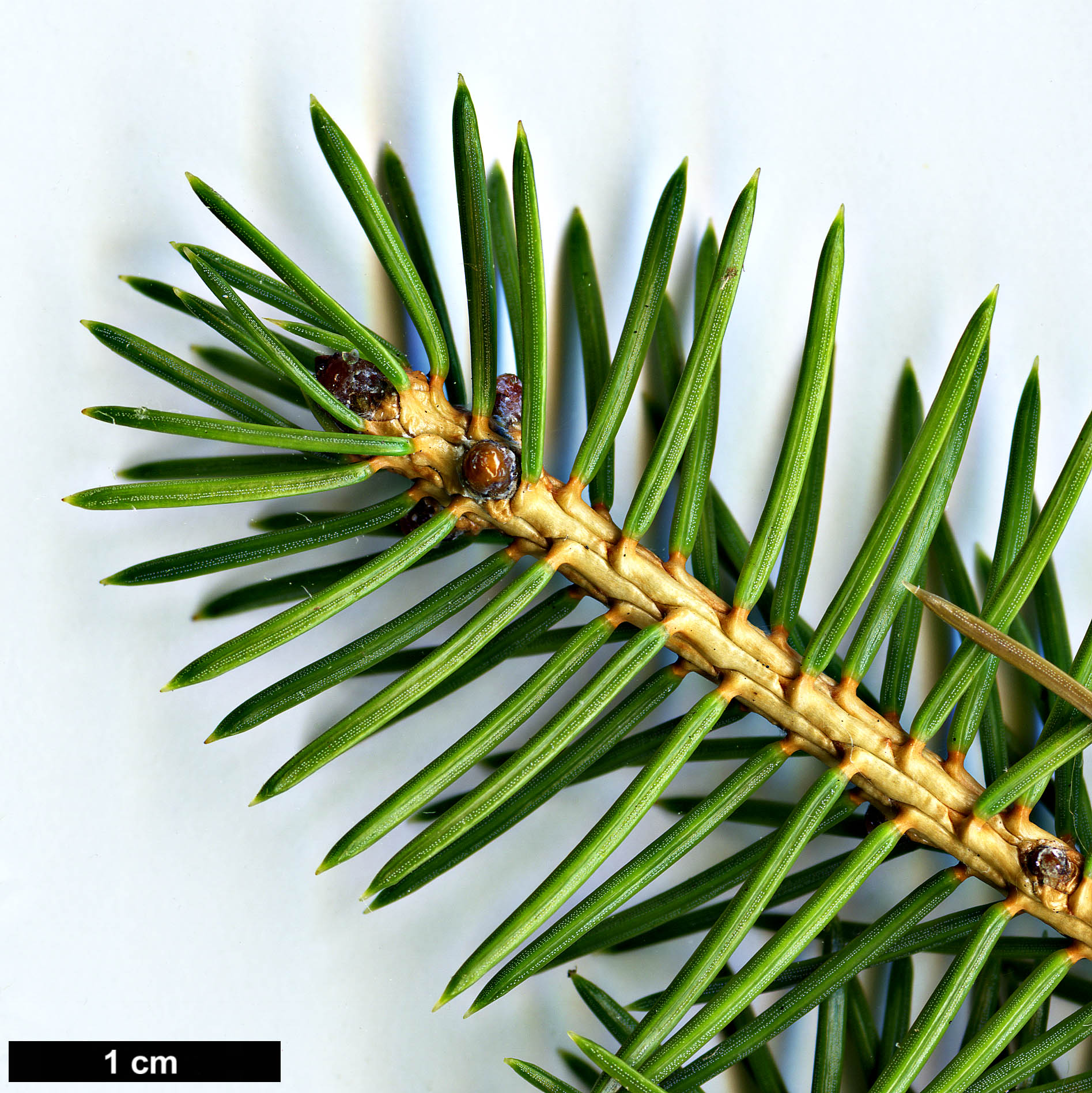 High resolution image: Family: Pinaceae - Genus: Picea - Taxon: maximowiczii