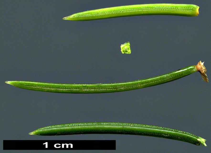 High resolution image: Family: Pinaceae - Genus: Picea - Taxon: maximowiczii