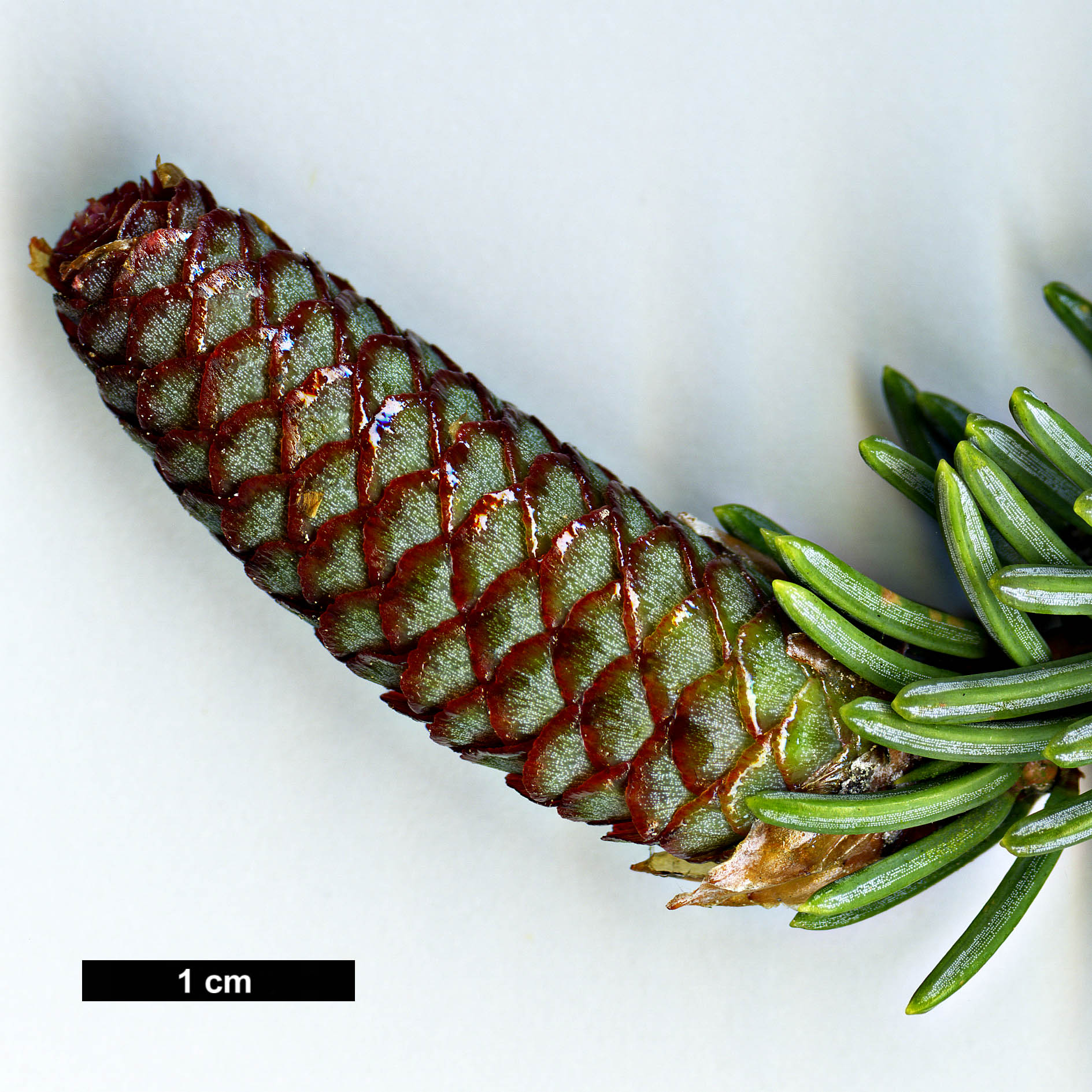 High resolution image: Family: Pinaceae - Genus: Picea - Taxon: meyeri