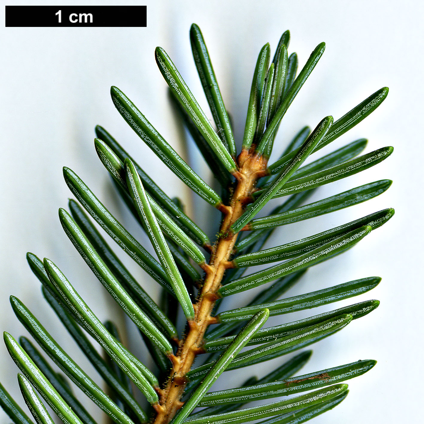 High resolution image: Family: Pinaceae - Genus: Picea - Taxon: meyeri