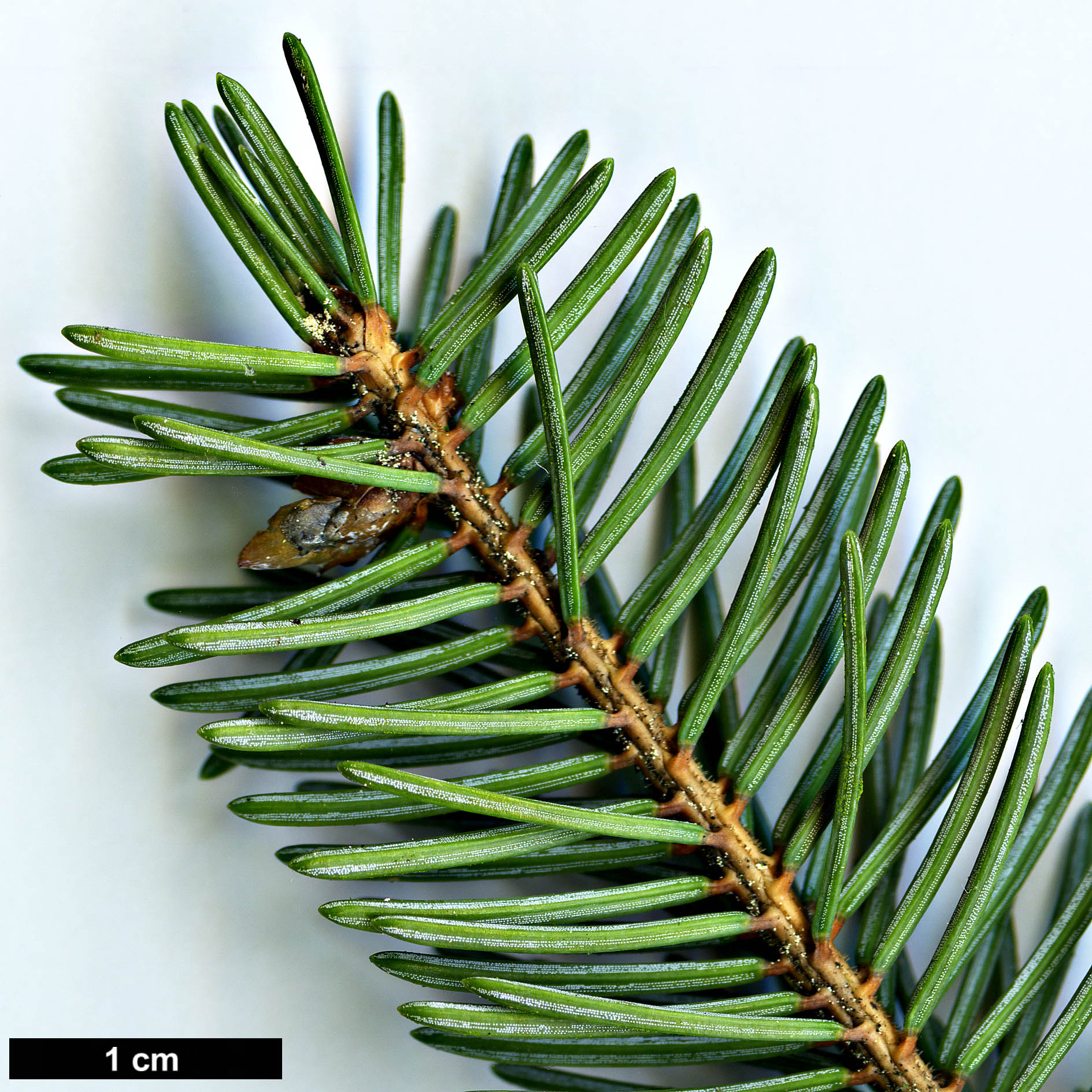 High resolution image: Family: Pinaceae - Genus: Picea - Taxon: meyeri