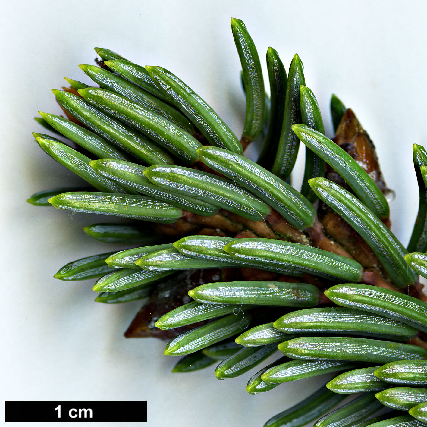 High resolution image: Family: Pinaceae - Genus: Picea - Taxon: meyeri