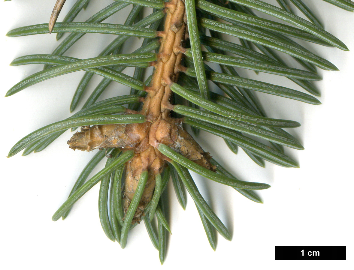 High resolution image: Family: Pinaceae - Genus: Picea - Taxon: meyeri