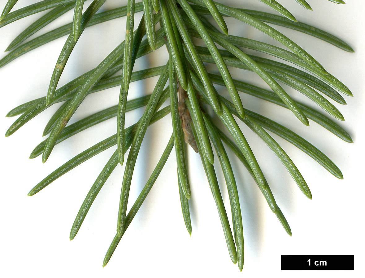 High resolution image: Family: Pinaceae - Genus: Picea - Taxon: meyeri