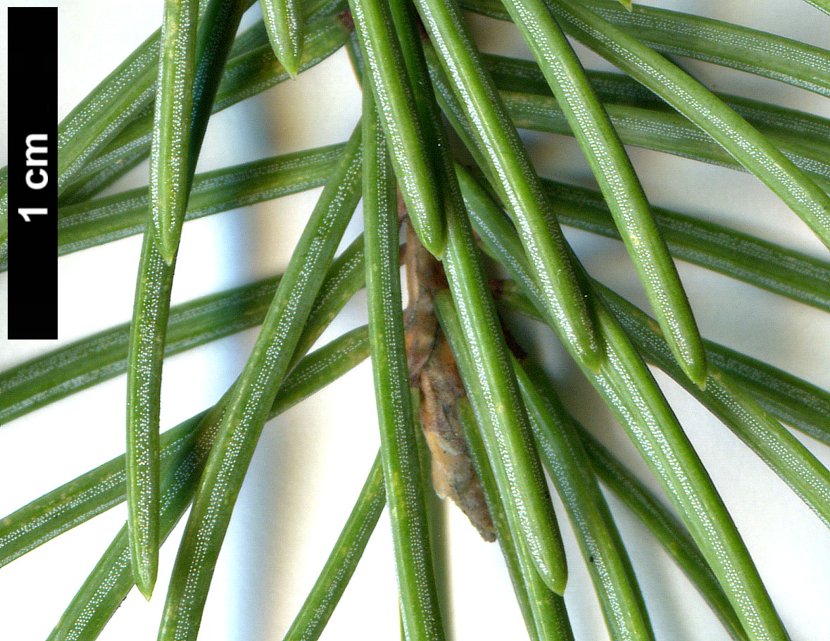 High resolution image: Family: Pinaceae - Genus: Picea - Taxon: meyeri