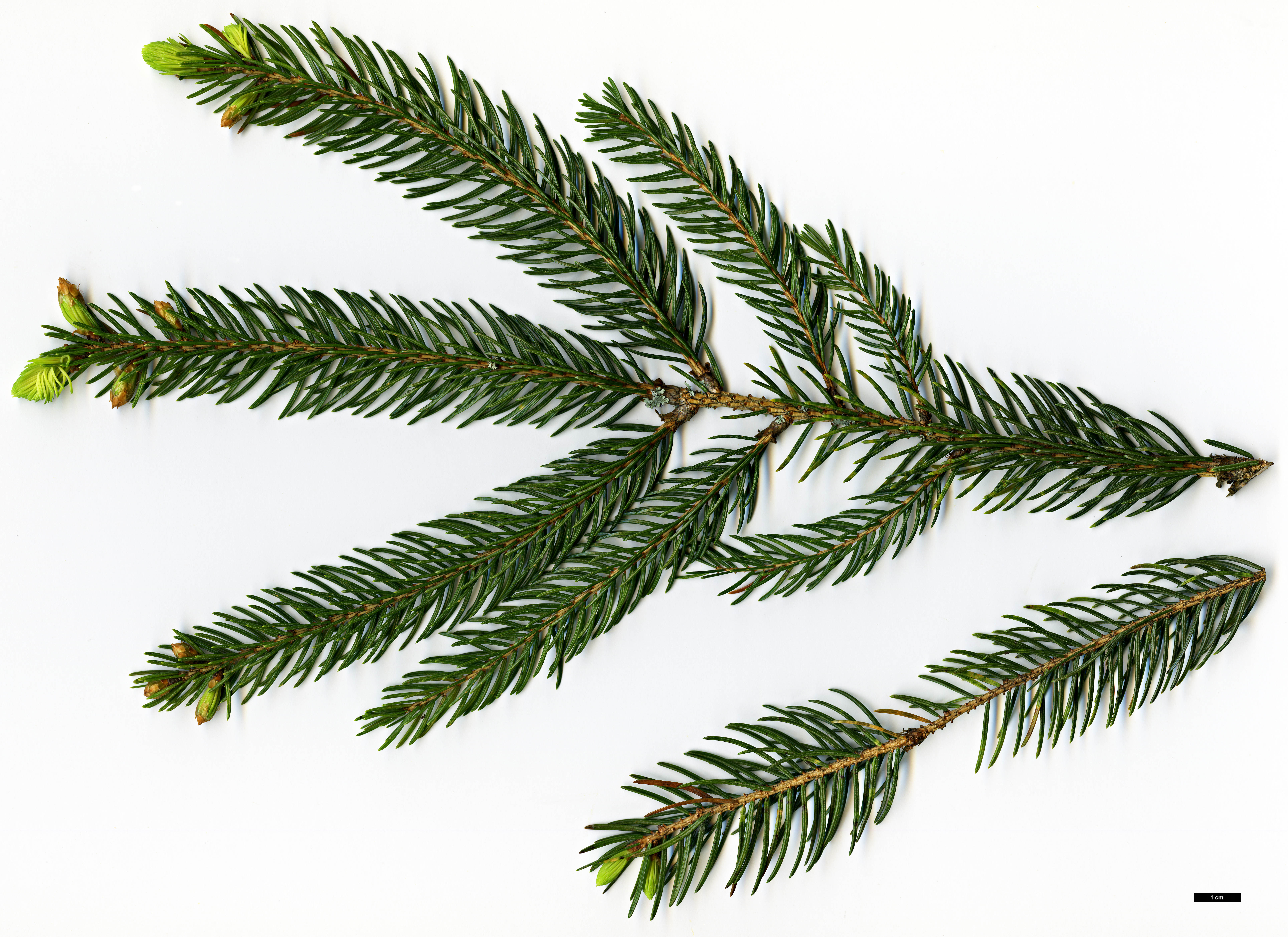 High resolution image: Family: Pinaceae - Genus: Picea - Taxon: morrisonicola