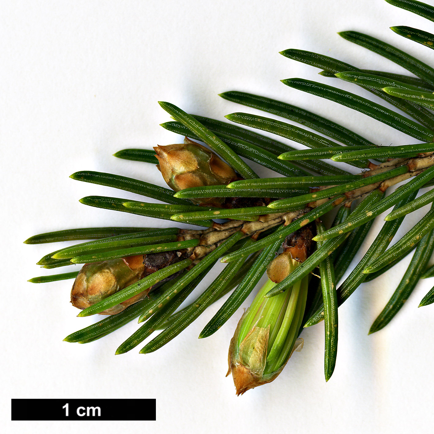 High resolution image: Family: Pinaceae - Genus: Picea - Taxon: morrisonicola