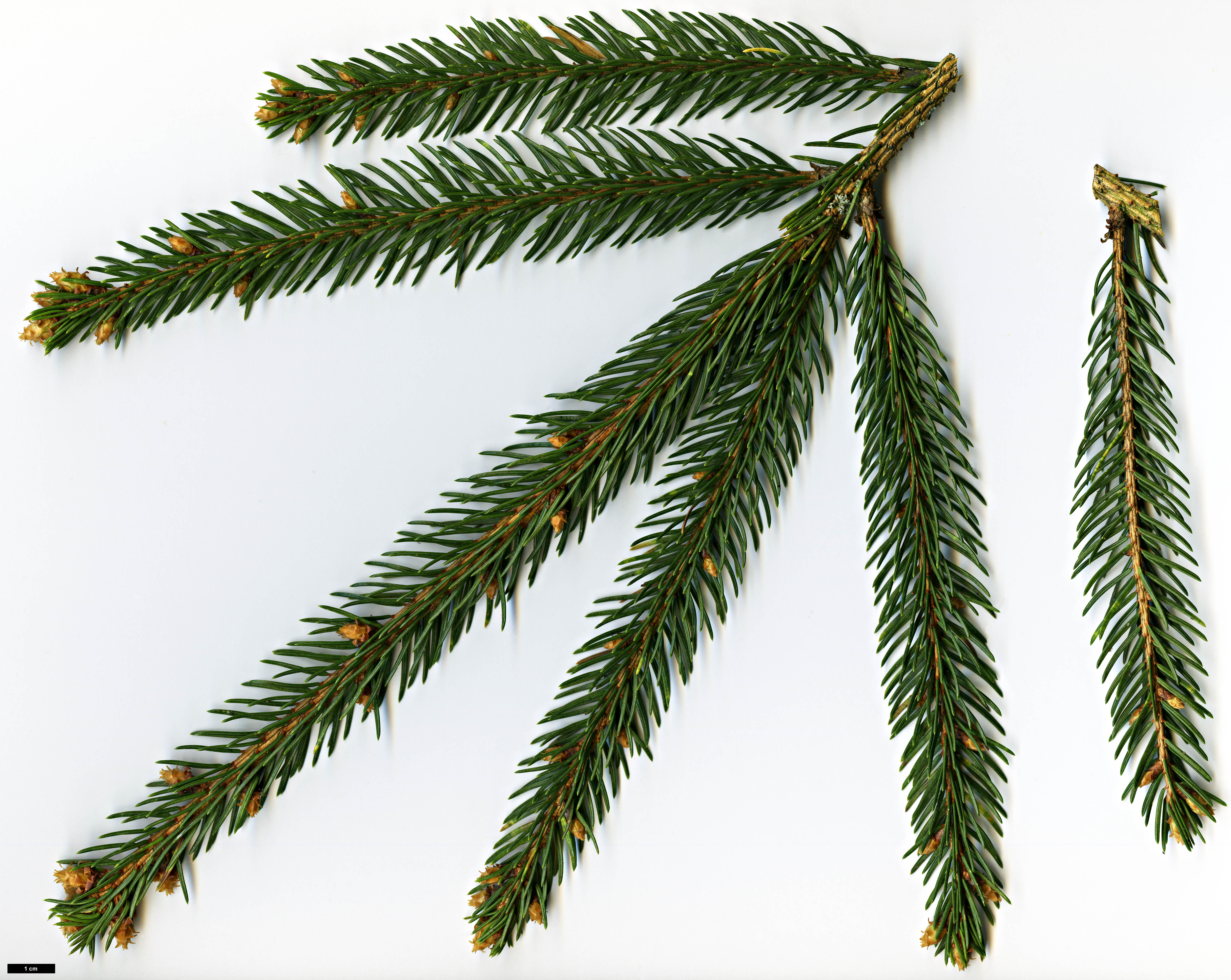 High resolution image: Family: Pinaceae - Genus: Picea - Taxon: morrisonicola