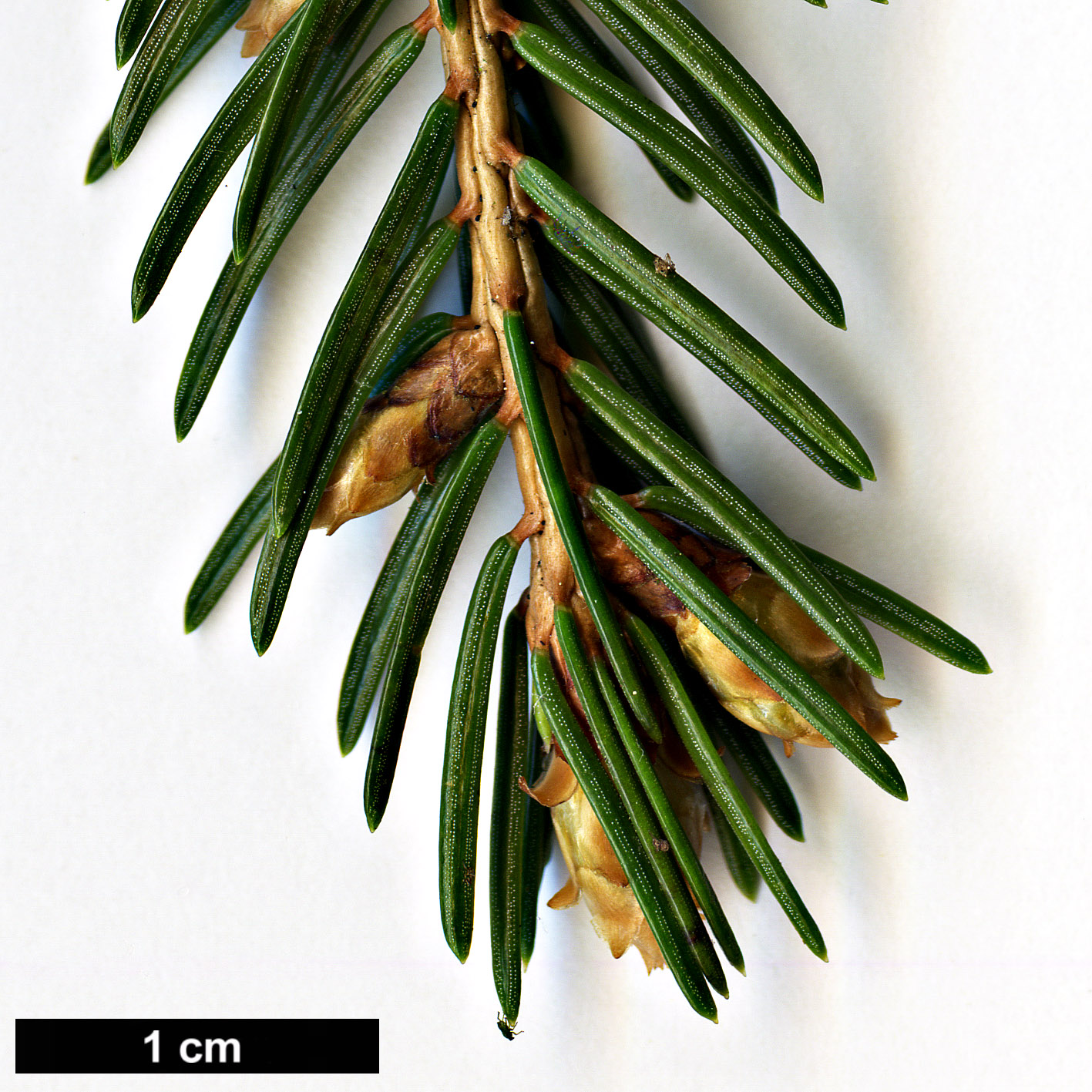 High resolution image: Family: Pinaceae - Genus: Picea - Taxon: morrisonicola