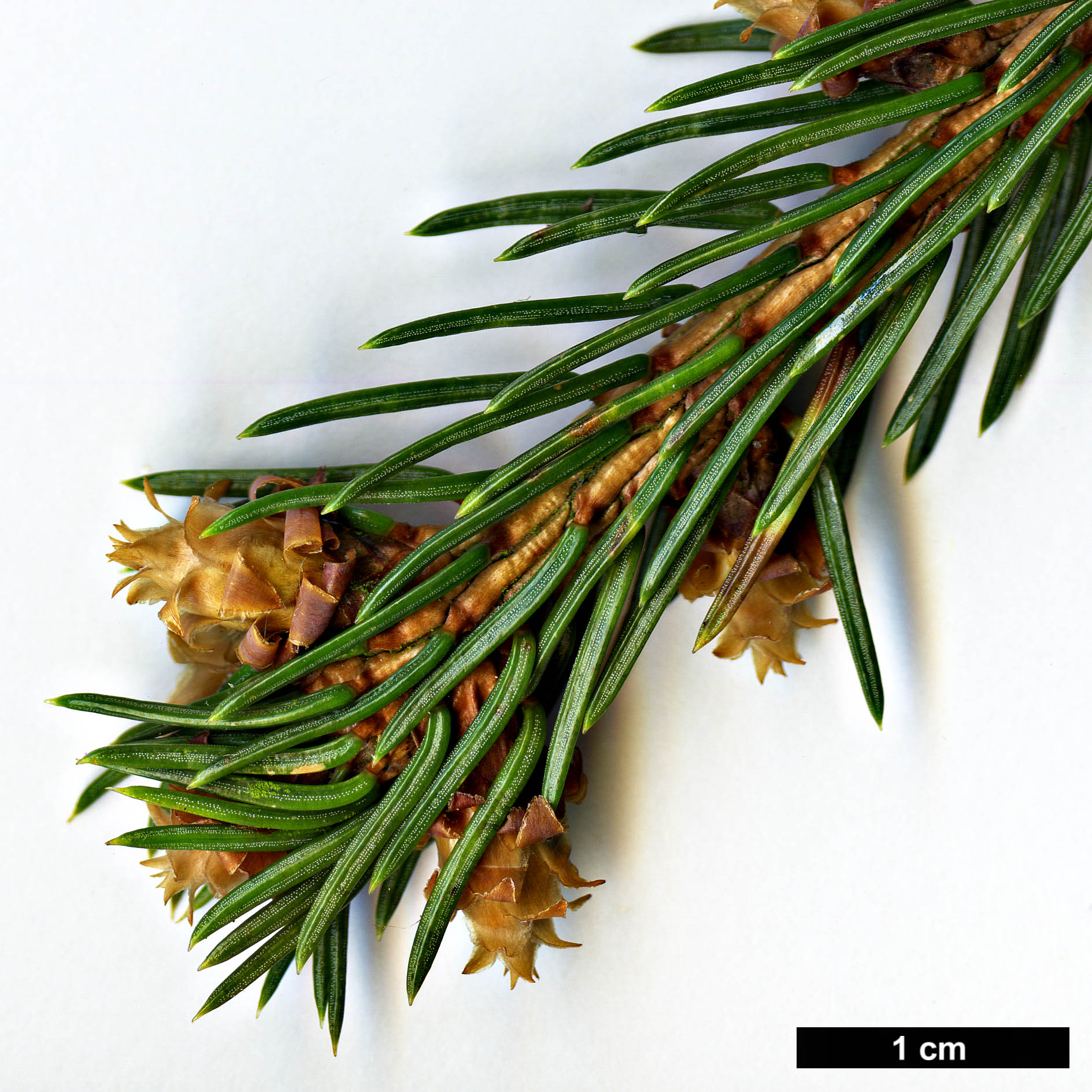 High resolution image: Family: Pinaceae - Genus: Picea - Taxon: morrisonicola