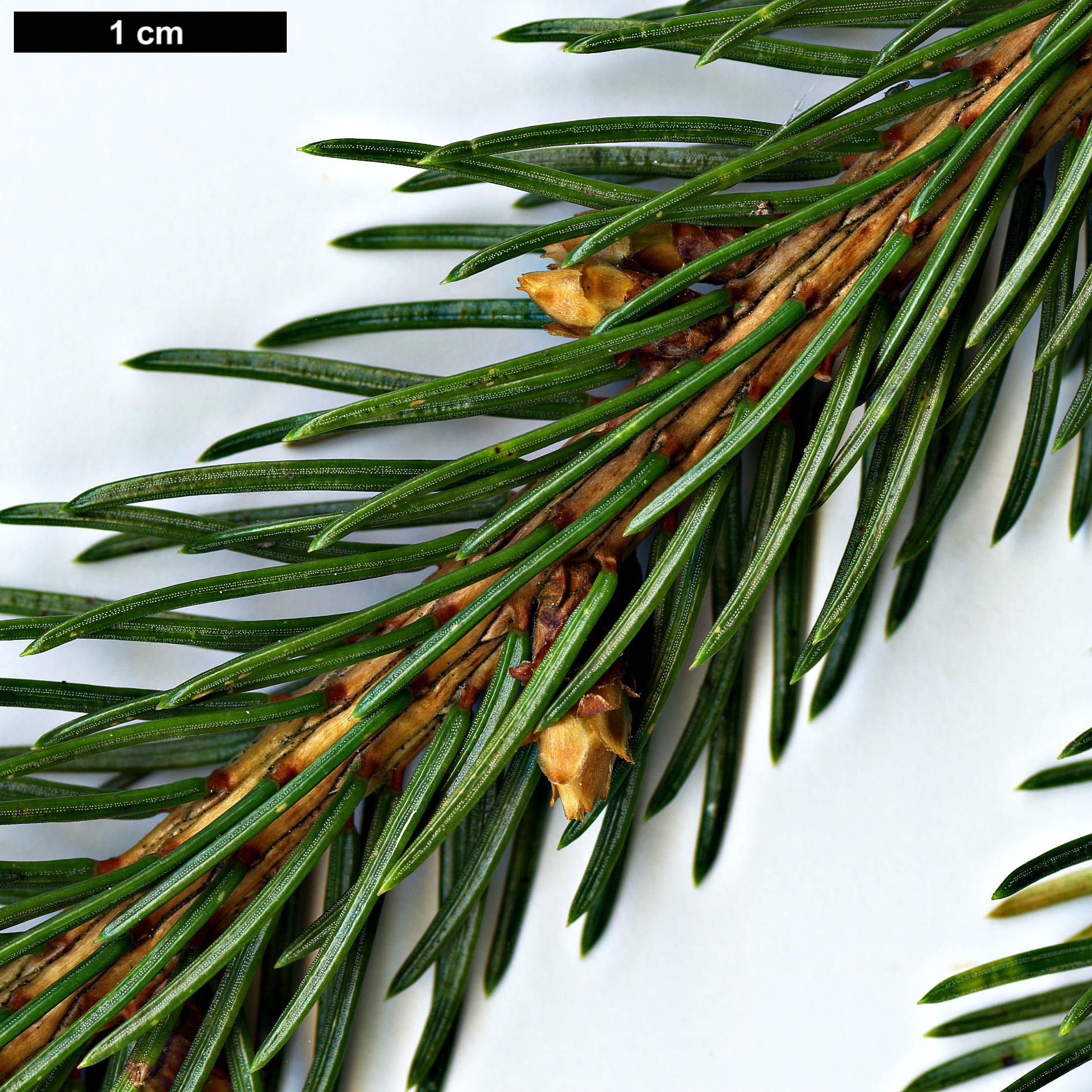 High resolution image: Family: Pinaceae - Genus: Picea - Taxon: morrisonicola