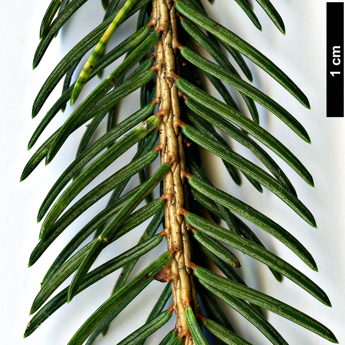 High resolution image: Family: Pinaceae - Genus: Picea - Taxon: morrisonicola