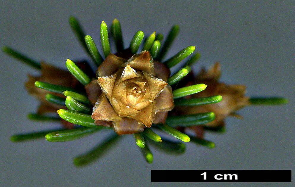 High resolution image: Family: Pinaceae - Genus: Picea - Taxon: morrisonicola