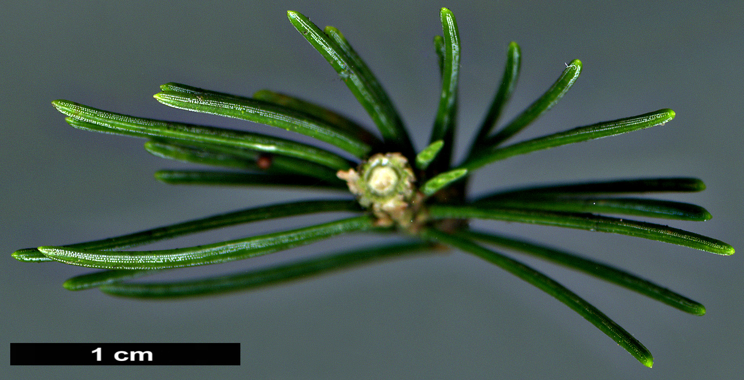 High resolution image: Family: Pinaceae - Genus: Picea - Taxon: morrisonicola