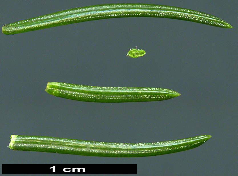 High resolution image: Family: Pinaceae - Genus: Picea - Taxon: morrisonicola