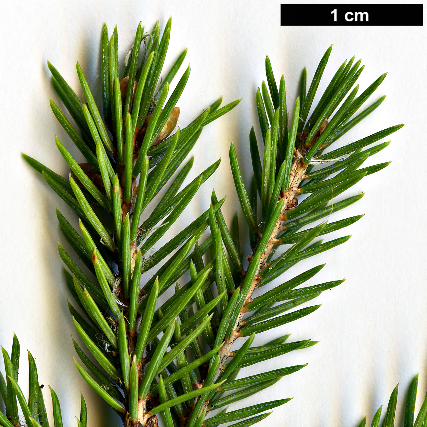 High resolution image: Family: Pinaceae - Genus: Picea - Taxon: morrisonicola