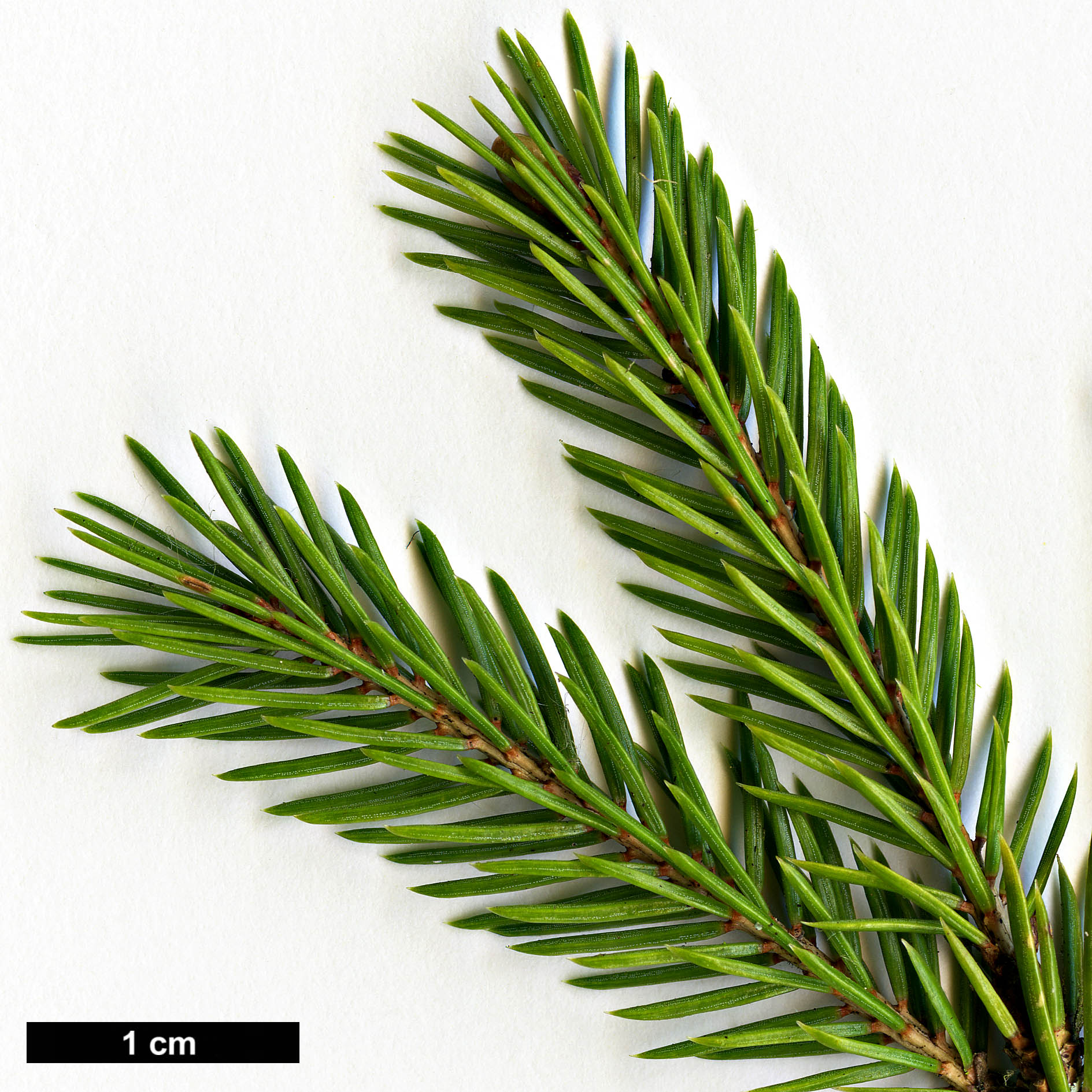 High resolution image: Family: Pinaceae - Genus: Picea - Taxon: morrisonicola