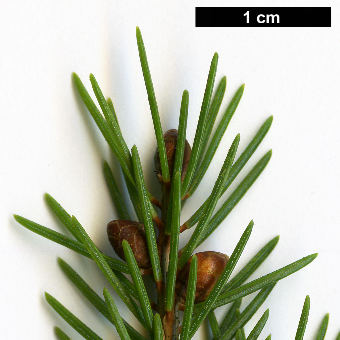 High resolution image: Family: Pinaceae - Genus: Picea - Taxon: morrisonicola