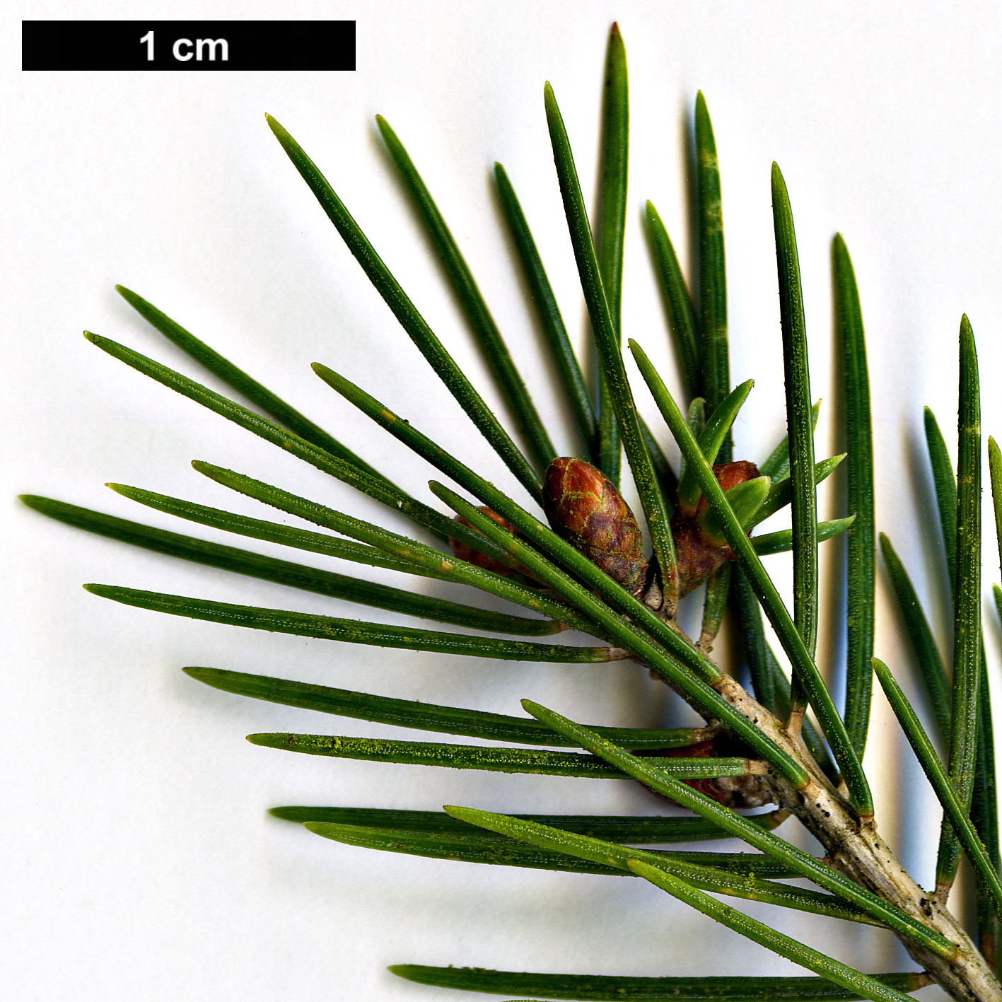 High resolution image: Family: Pinaceae - Genus: Picea - Taxon: morrisonicola