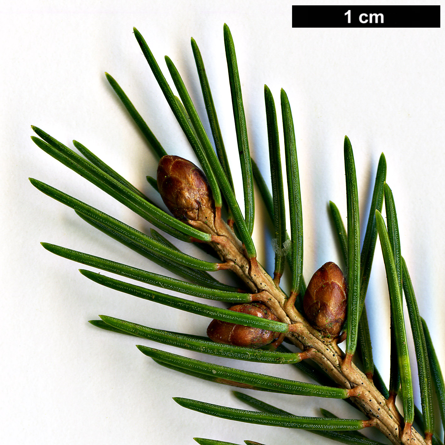 High resolution image: Family: Pinaceae - Genus: Picea - Taxon: morrisonicola