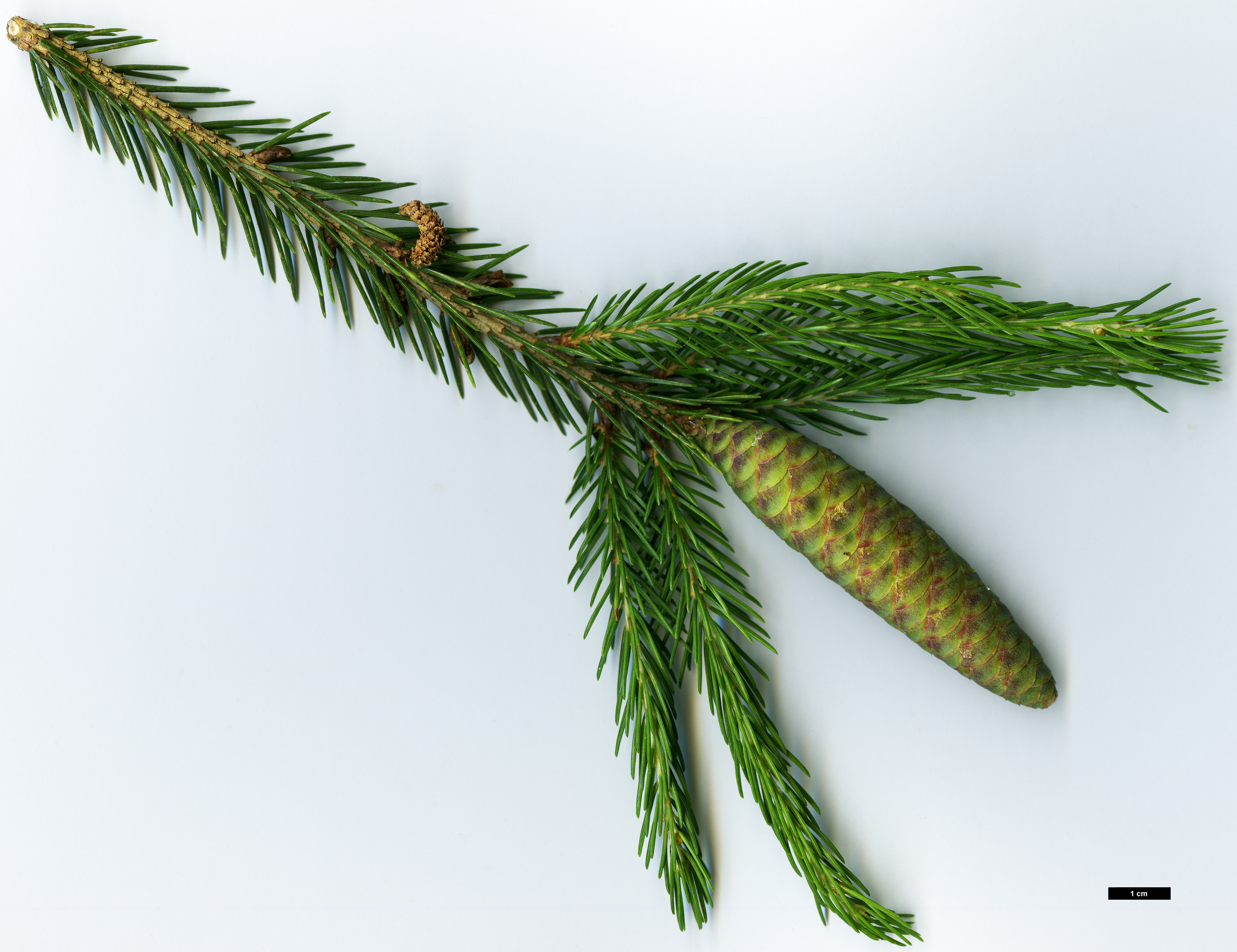 High resolution image: Family: Pinaceae - Genus: Picea - Taxon: morrisonicola