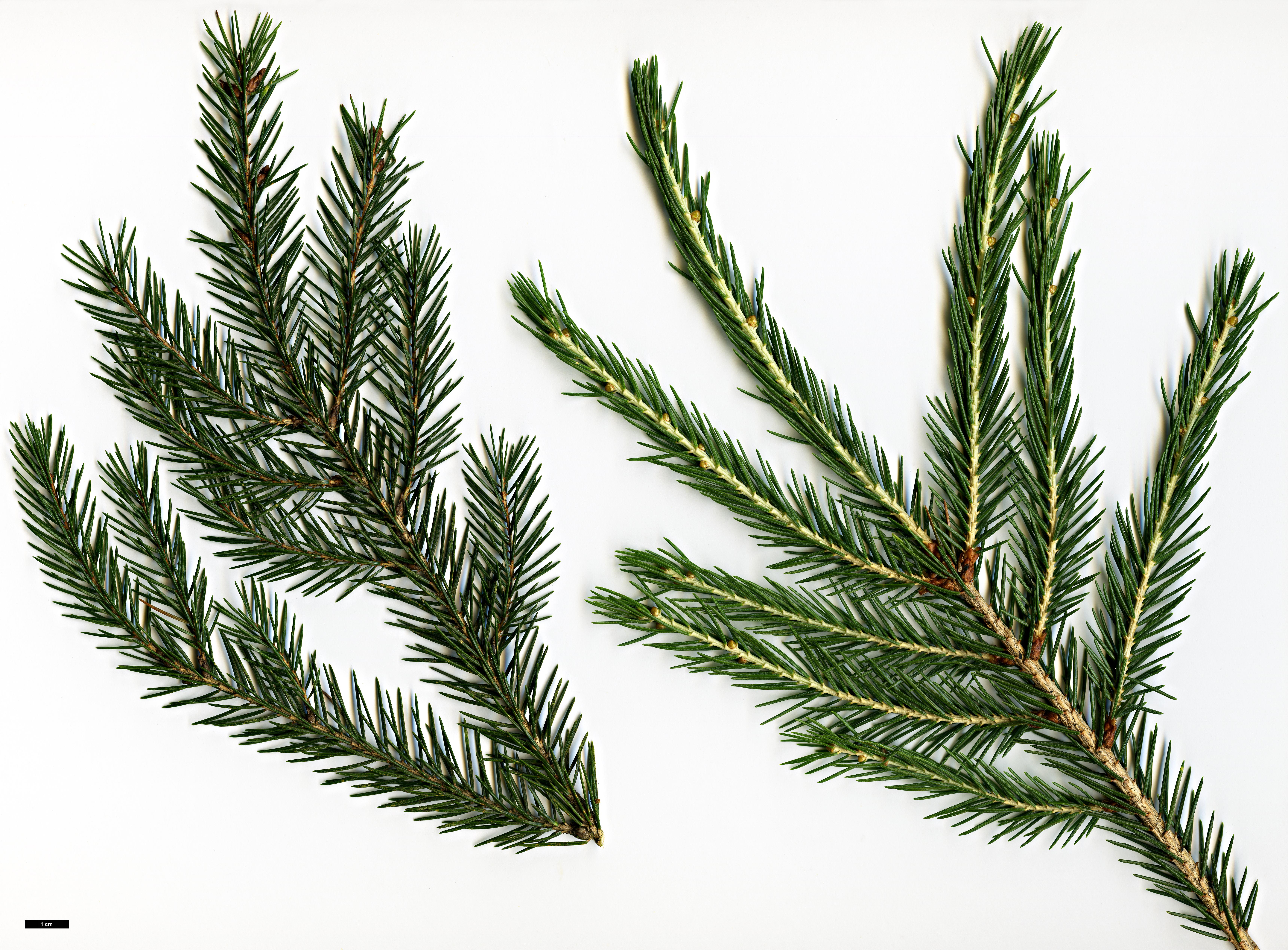 High resolution image: Family: Pinaceae - Genus: Picea - Taxon: morrisonicola