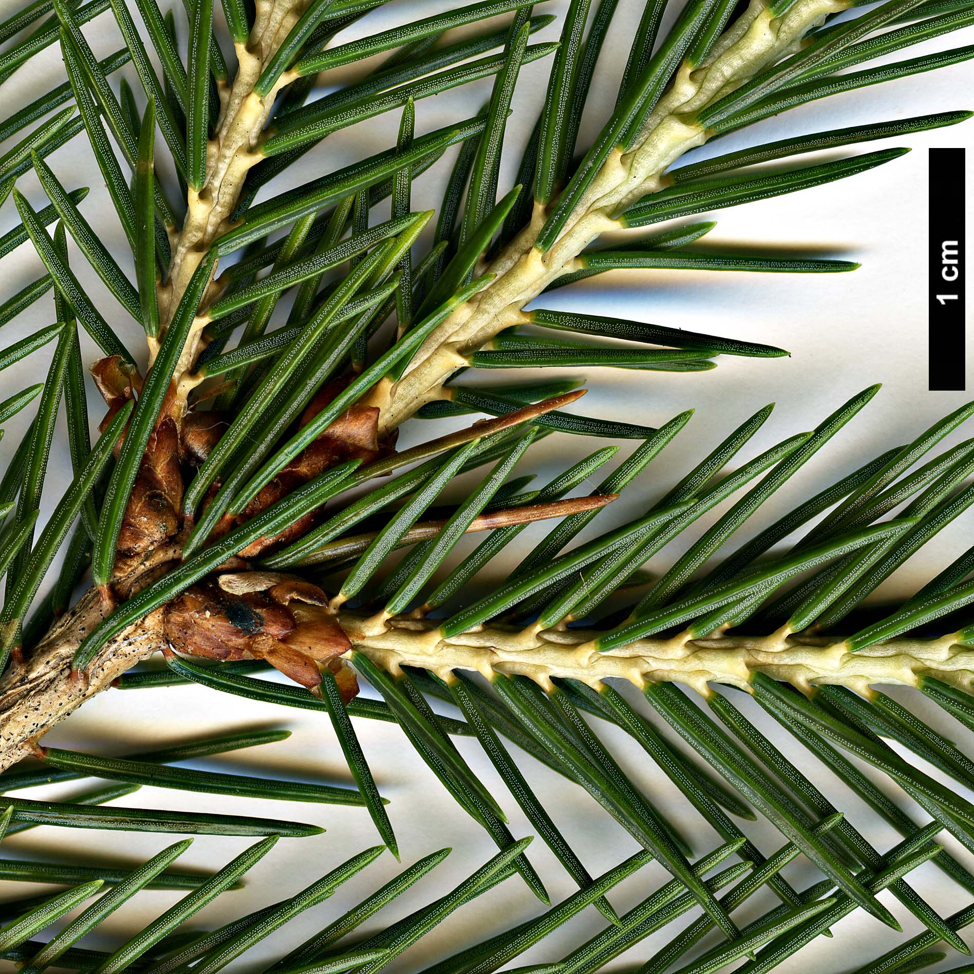 High resolution image: Family: Pinaceae - Genus: Picea - Taxon: morrisonicola