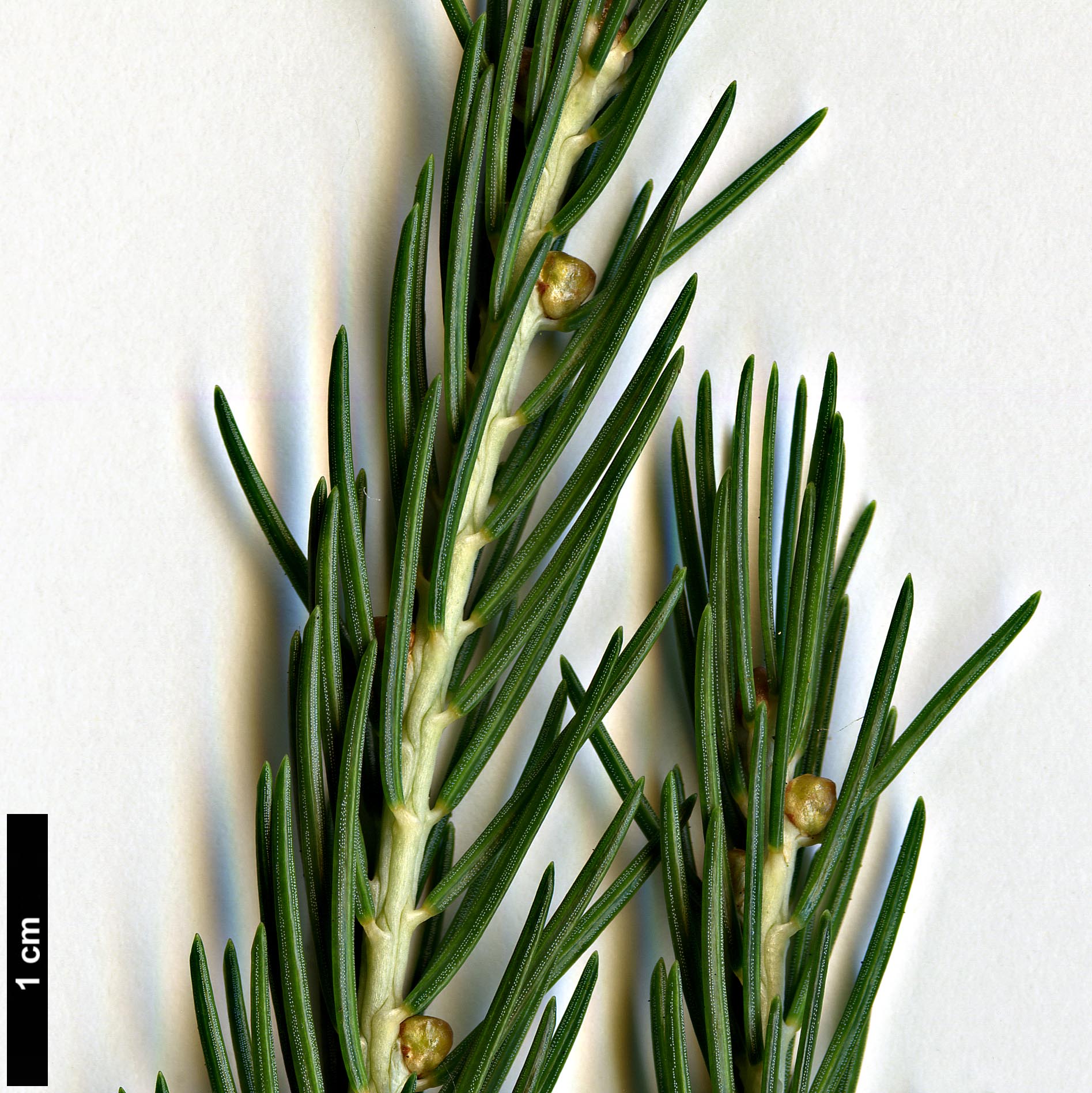 High resolution image: Family: Pinaceae - Genus: Picea - Taxon: morrisonicola