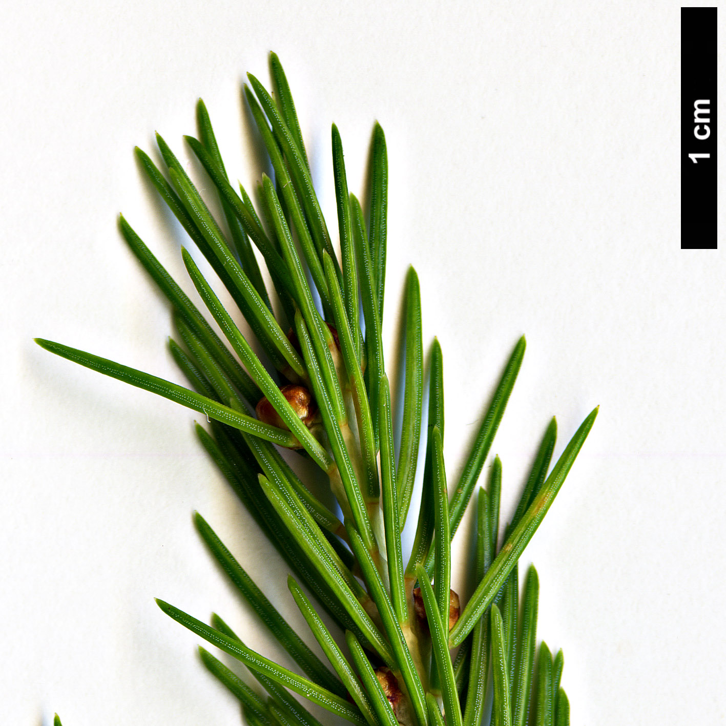 High resolution image: Family: Pinaceae - Genus: Picea - Taxon: morrisonicola