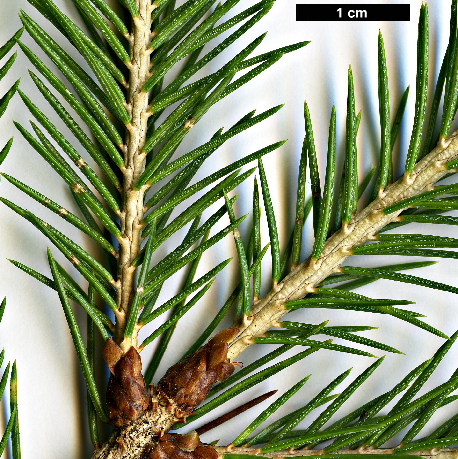 High resolution image: Family: Pinaceae - Genus: Picea - Taxon: morrisonicola