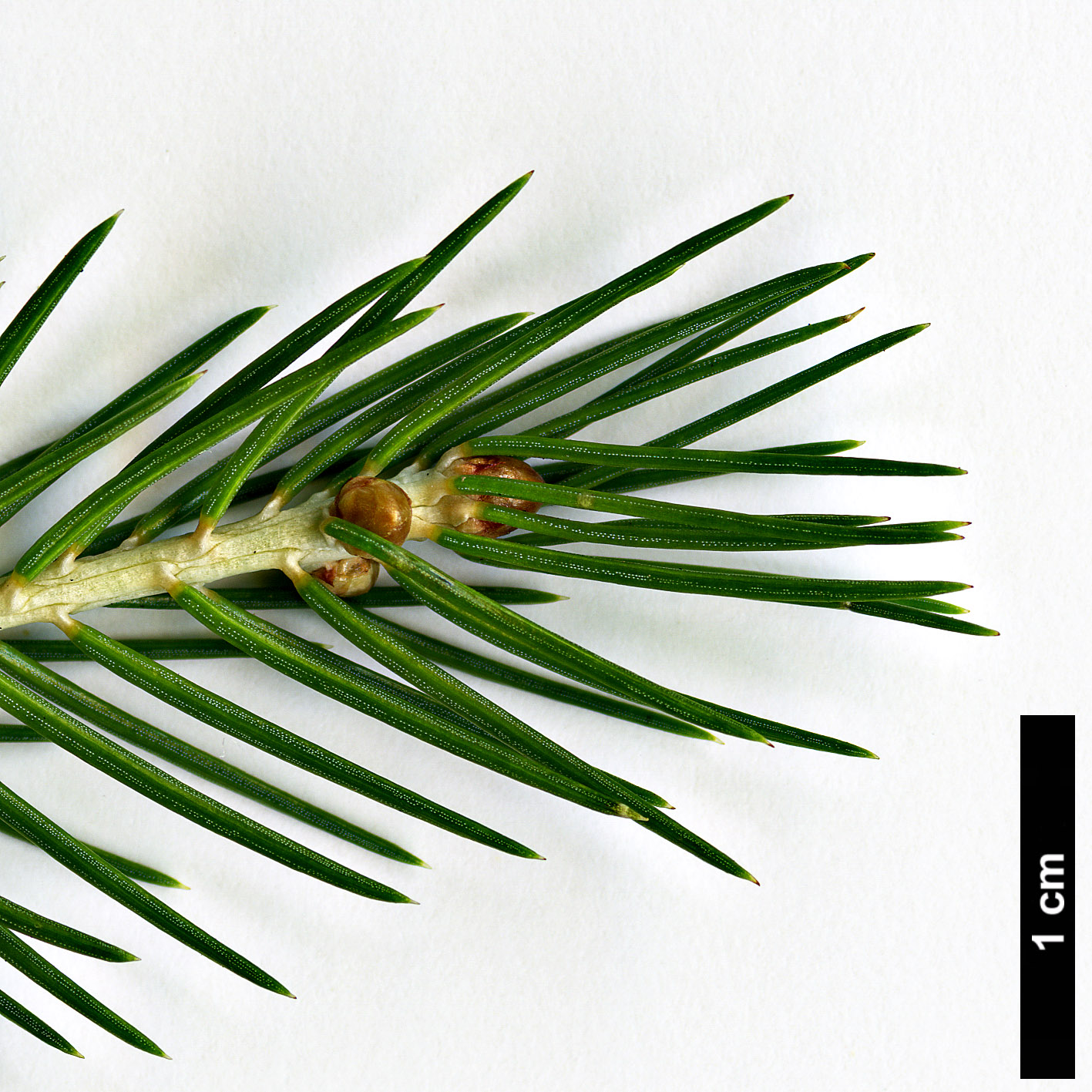 High resolution image: Family: Pinaceae - Genus: Picea - Taxon: morrisonicola