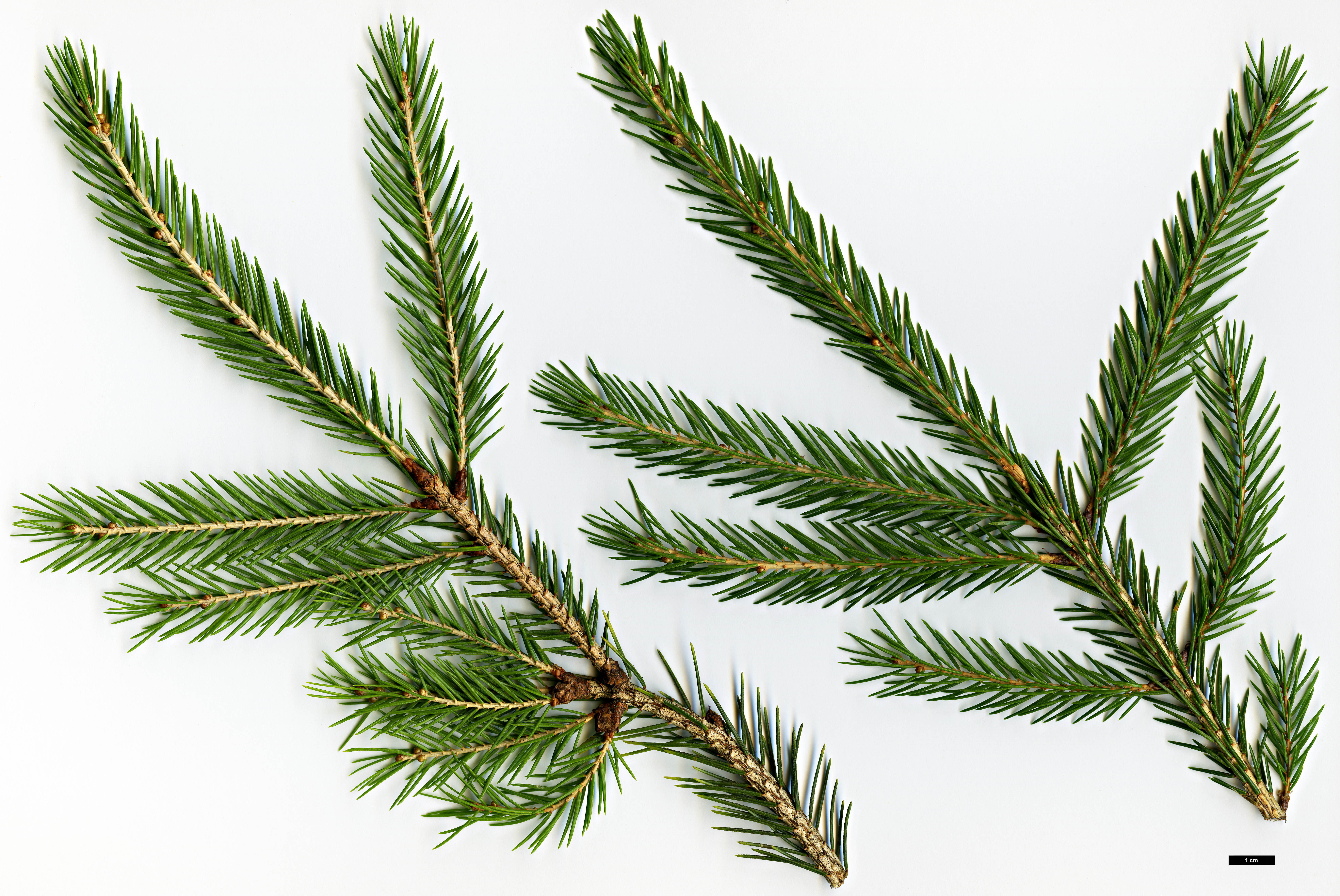 High resolution image: Family: Pinaceae - Genus: Picea - Taxon: morrisonicola