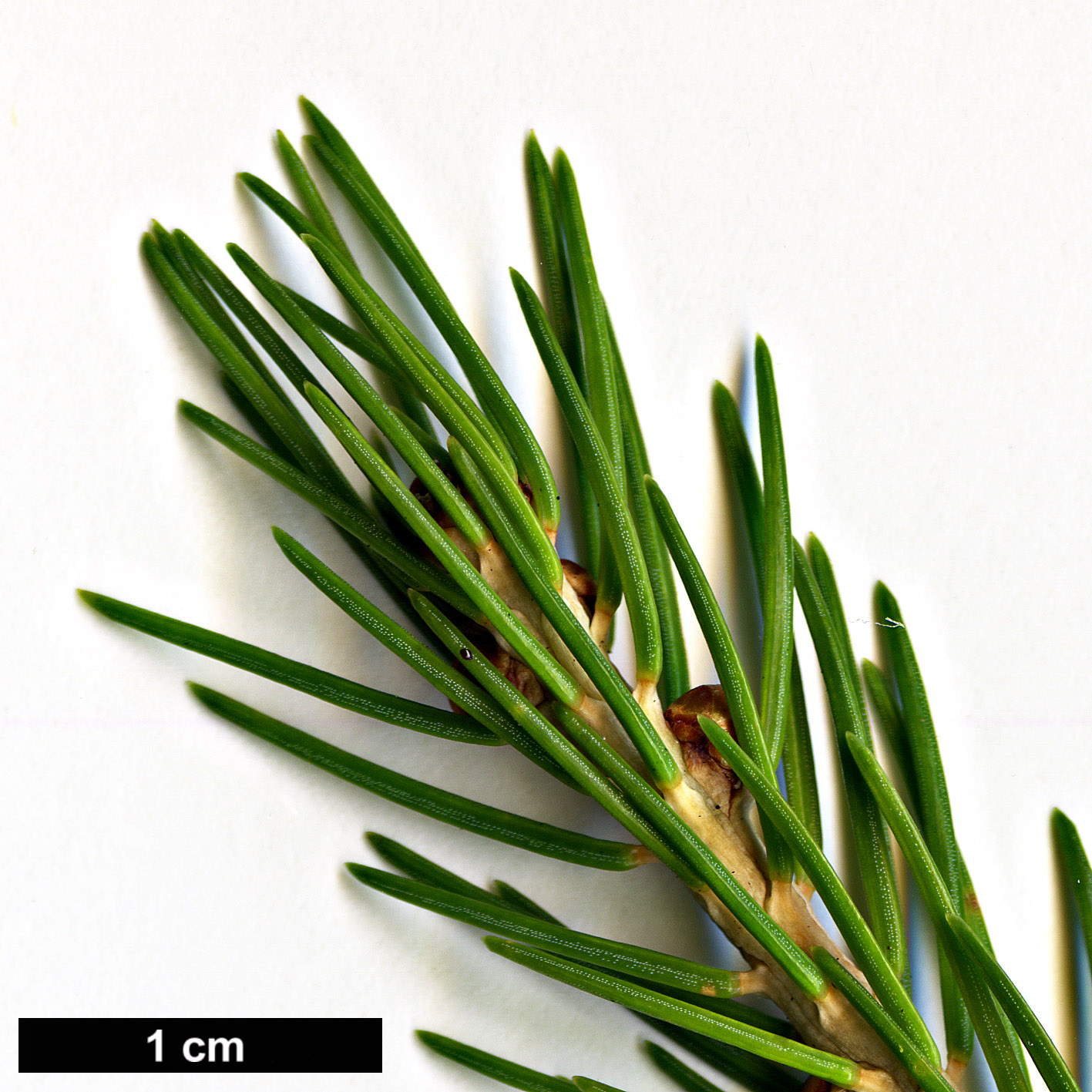 High resolution image: Family: Pinaceae - Genus: Picea - Taxon: morrisonicola