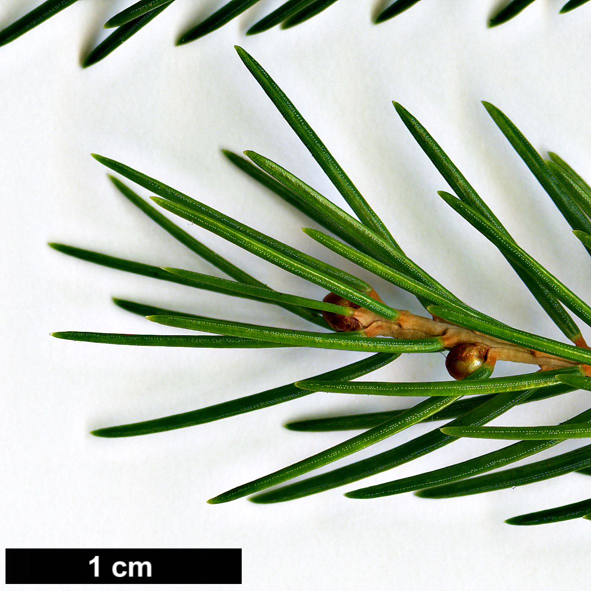 High resolution image: Family: Pinaceae - Genus: Picea - Taxon: morrisonicola