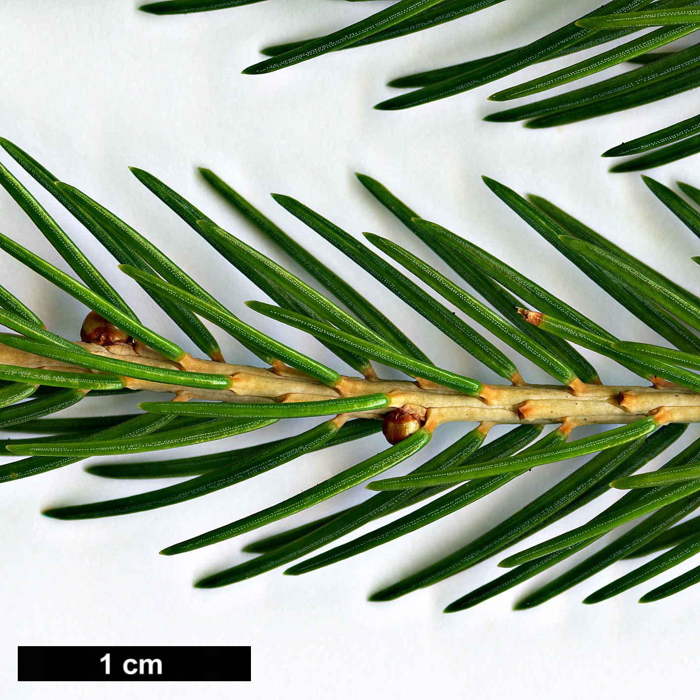 High resolution image: Family: Pinaceae - Genus: Picea - Taxon: morrisonicola