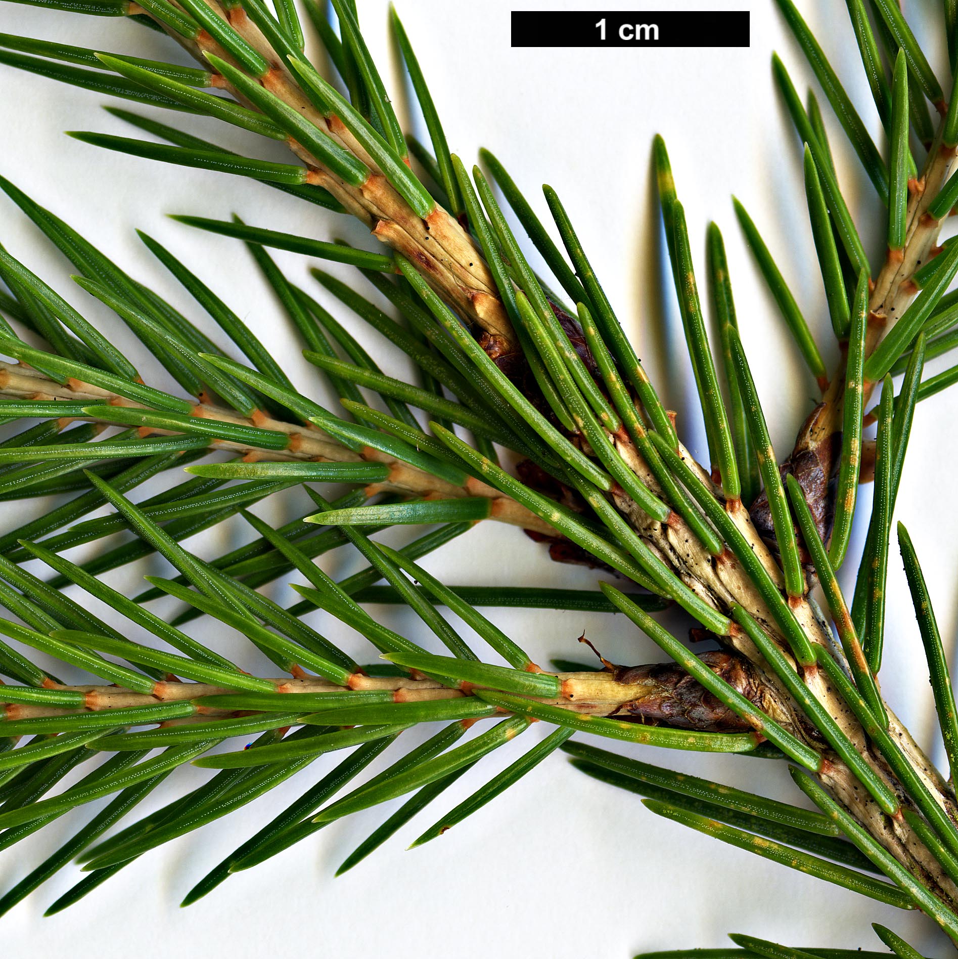 High resolution image: Family: Pinaceae - Genus: Picea - Taxon: morrisonicola