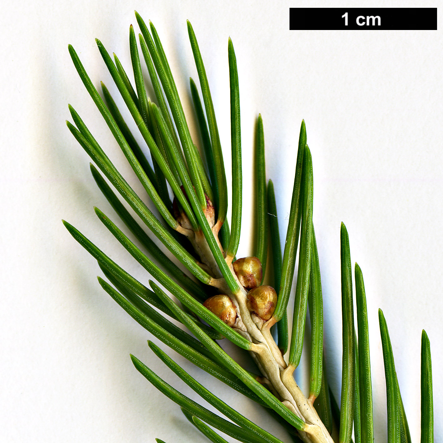 High resolution image: Family: Pinaceae - Genus: Picea - Taxon: morrisonicola