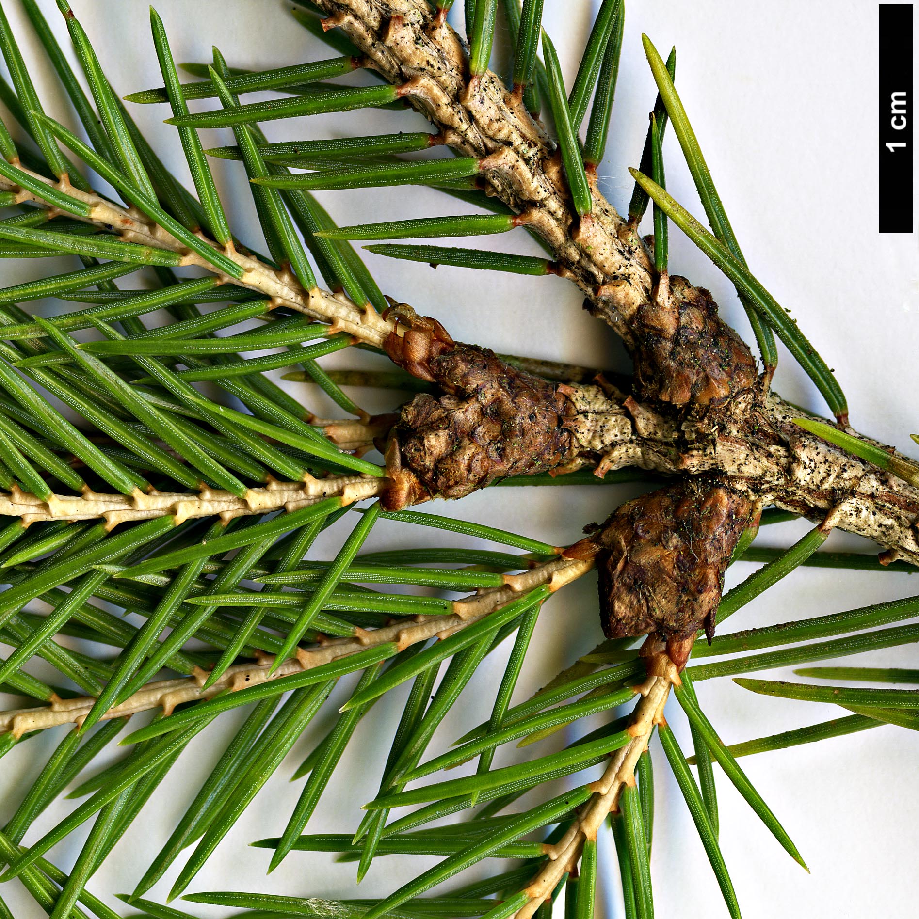 High resolution image: Family: Pinaceae - Genus: Picea - Taxon: morrisonicola