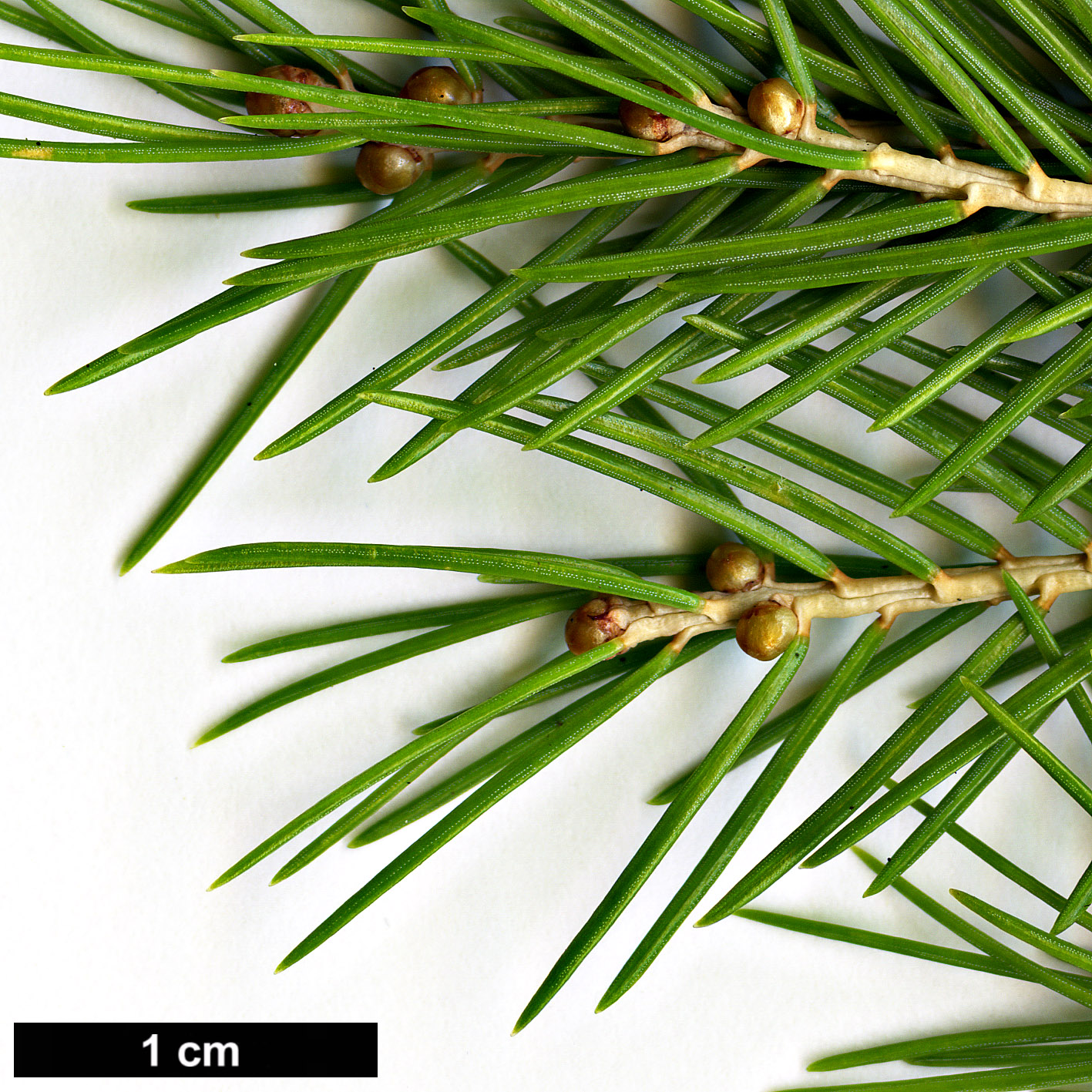 High resolution image: Family: Pinaceae - Genus: Picea - Taxon: morrisonicola