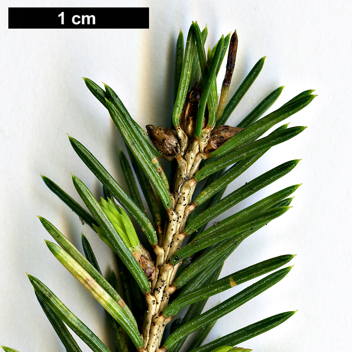 High resolution image: Family: Pinaceae - Genus: Picea - Taxon: obovata