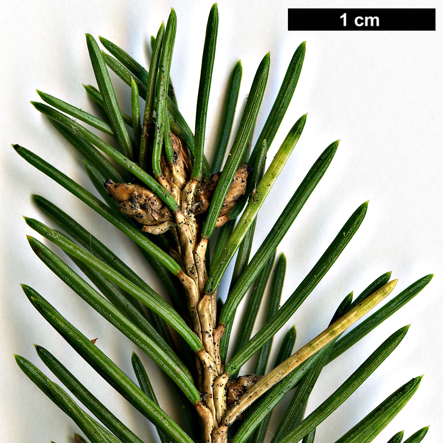 High resolution image: Family: Pinaceae - Genus: Picea - Taxon: obovata