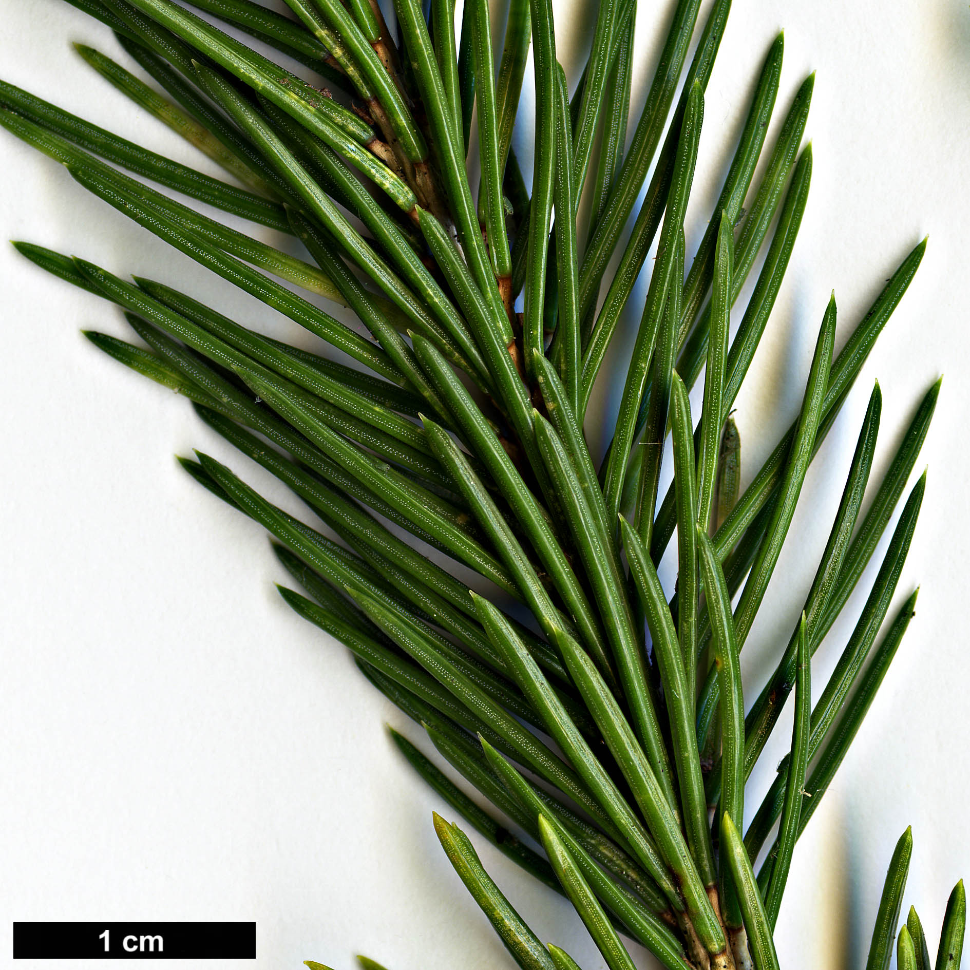 High resolution image: Family: Pinaceae - Genus: Picea - Taxon: obovata