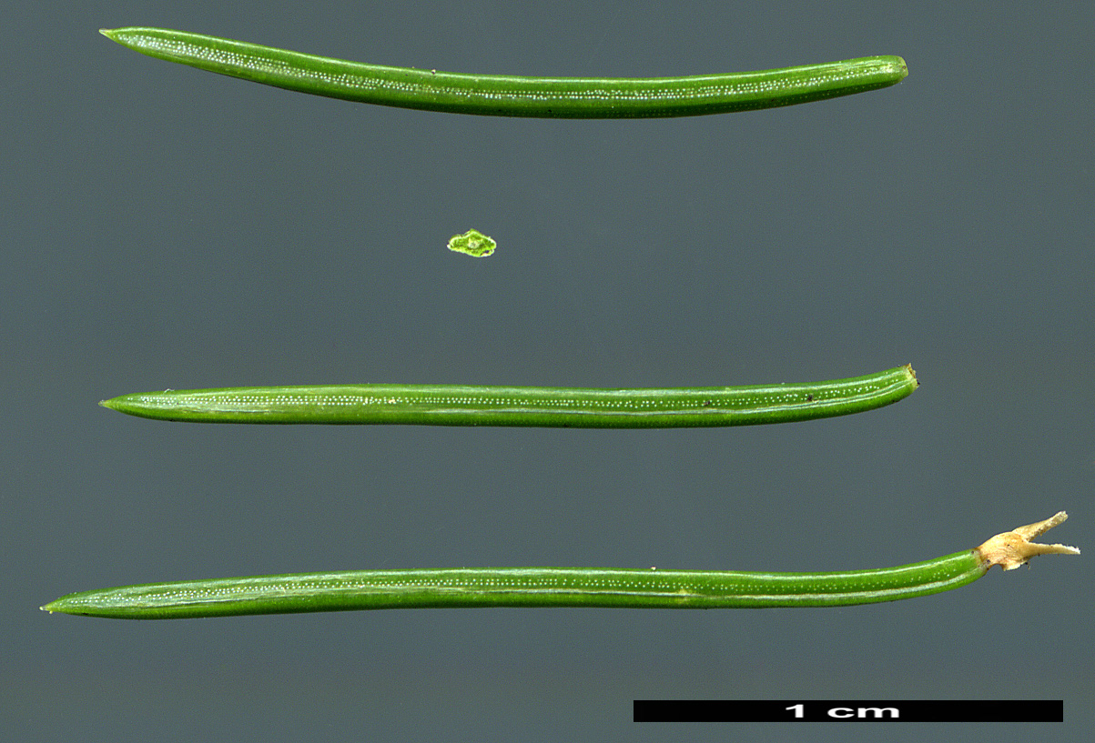 High resolution image: Family: Pinaceae - Genus: Picea - Taxon: obovata