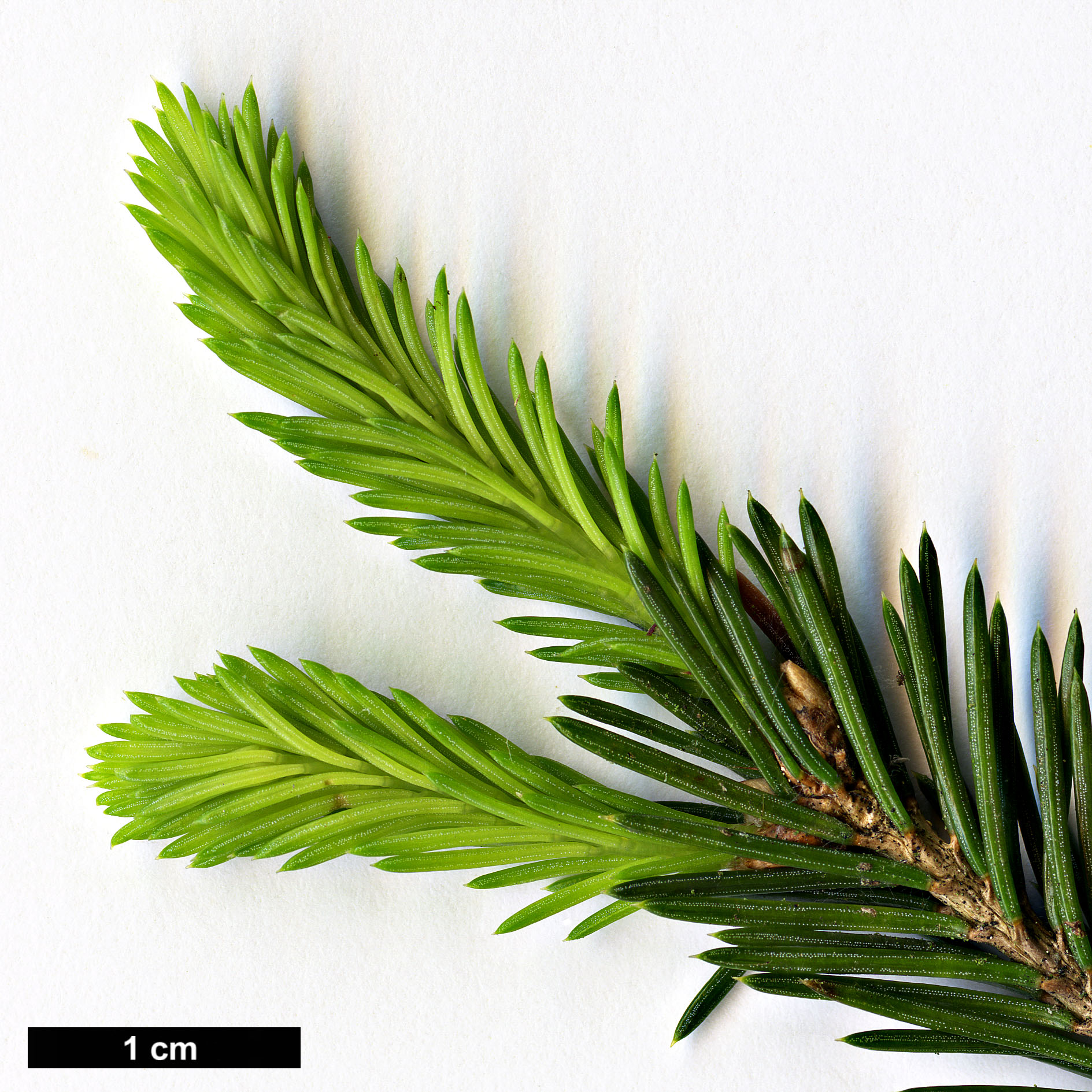 High resolution image: Family: Pinaceae - Genus: Picea - Taxon: obovata